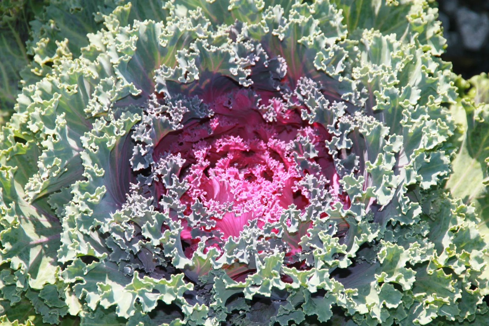 Flowering Cabbage (Brassica Oleracea ''Flowering Cabbage') — The leaf rosettes themselves can grow to a height of approximately 12-15 inches; ideal, image 119