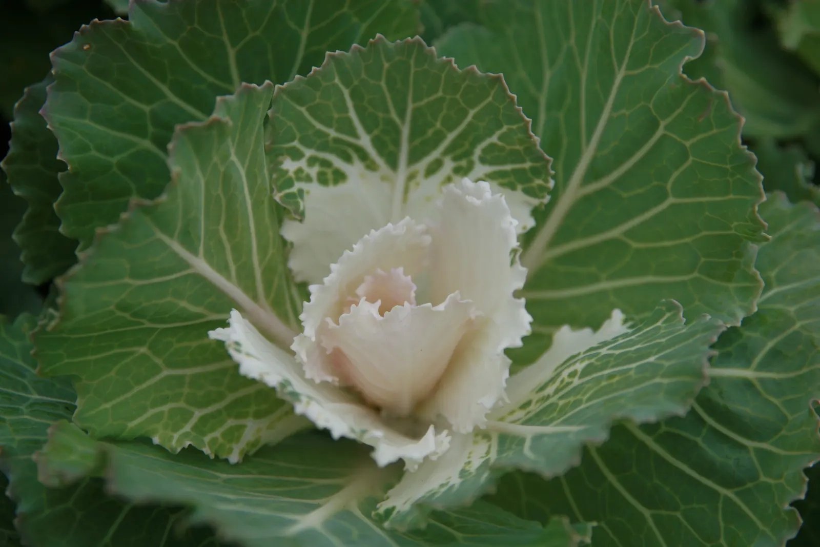 Flowering Cabbage (Brassica Oleracea ''Flowering Cabbage') — Ideal for fall displays, it maintains color in temperatures as low as 5&deg;F; the, image 92