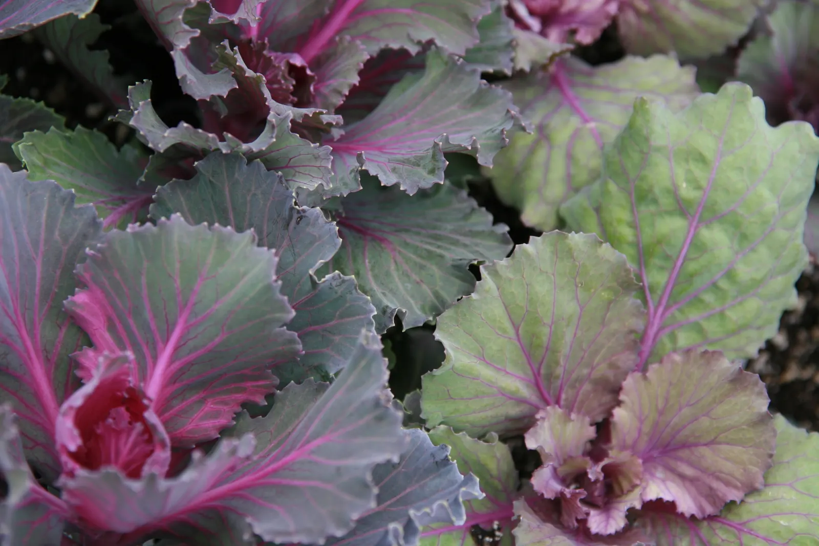 Flowering Cabbage (Brassica Oleracea ''Flowering Cabbage') — Plant in well-draining soil and space 12-18 inches apart for a full, vibrant ground, image 39