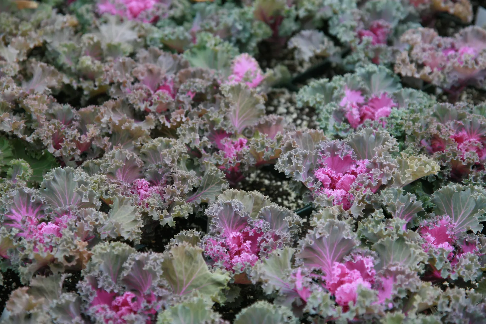 Flowering Cabbage (Brassica Oleracea ''Flowering Cabbage') — often with vibrant green outer leaves.<br><br>As a cultivar of cabbage; with a, image 98