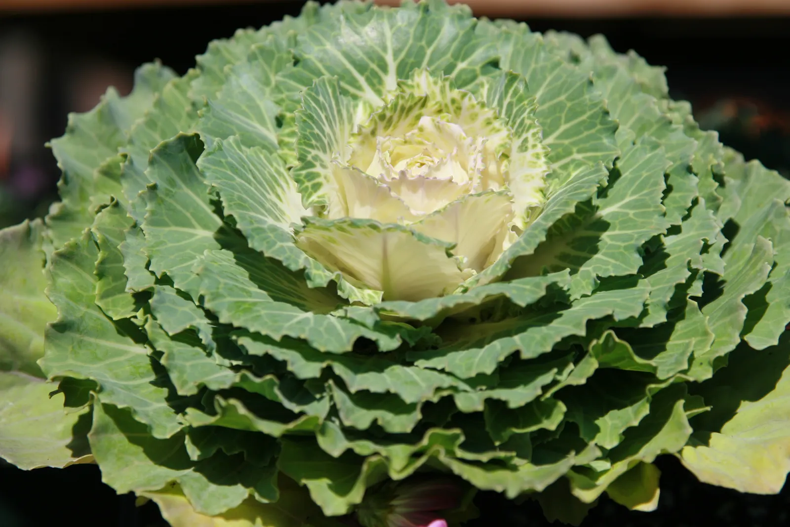 Flowering Cabbage (Brassica Oleracea ''Flowering Cabbage') — as it can enhance its coloration in response to light frosts; it's essential to ensure ample space