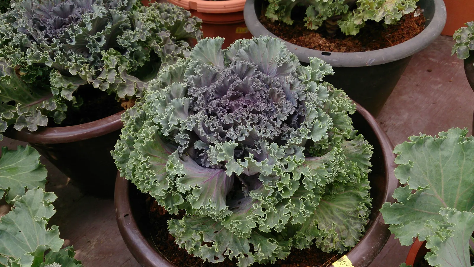 Flowering Cabbage (Brassica Oleracea ''Flowering Cabbage') — Ideal for fall displays, it maintains color in temperatures as low as 5&deg;F; the, image 38