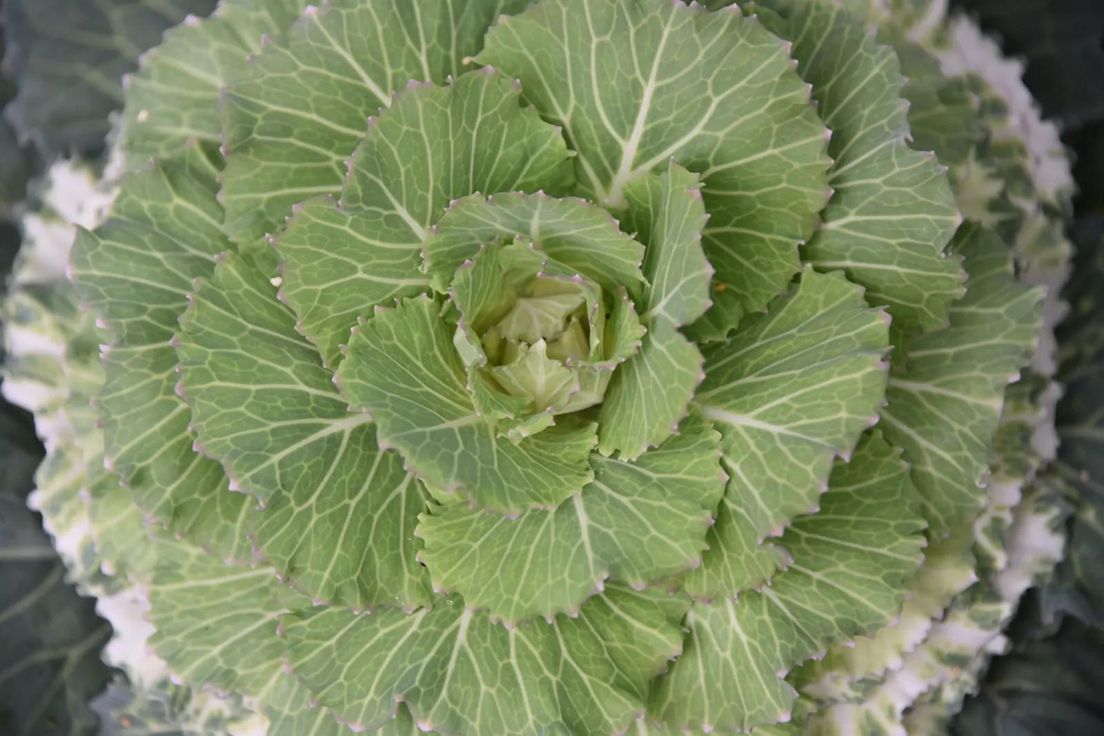 Flowering Cabbage (Brassica Oleracea ''Flowering Cabbage') — annual for half; periodic removal of older outer leaves is recommended to maintain its, image 126
