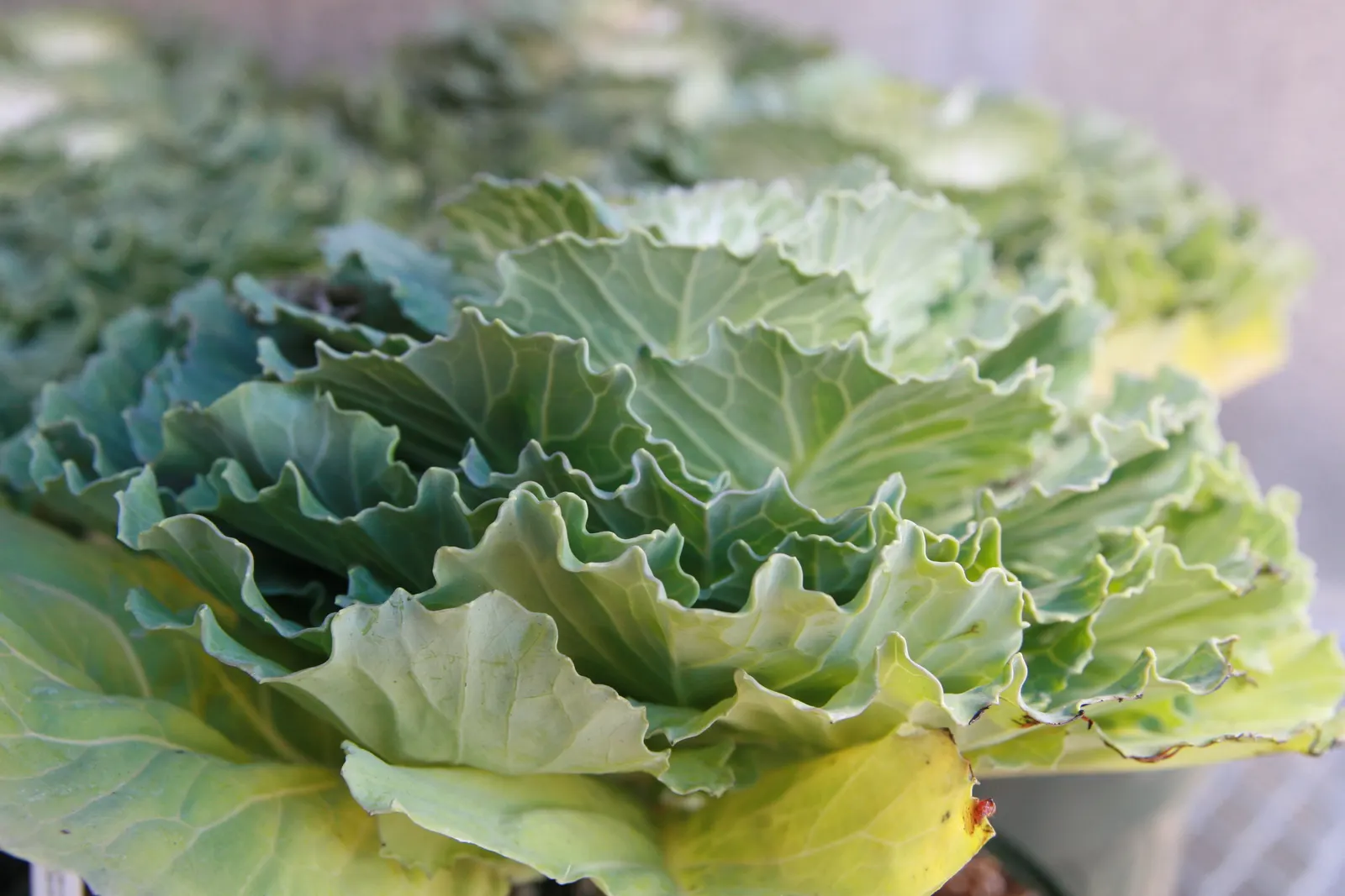 Flowering Cabbage (Brassica Oleracea ''Flowering Cabbage') — This hardy biennial thrives in full to partial sunlight and reaches up to 12-18 inches, image 19
