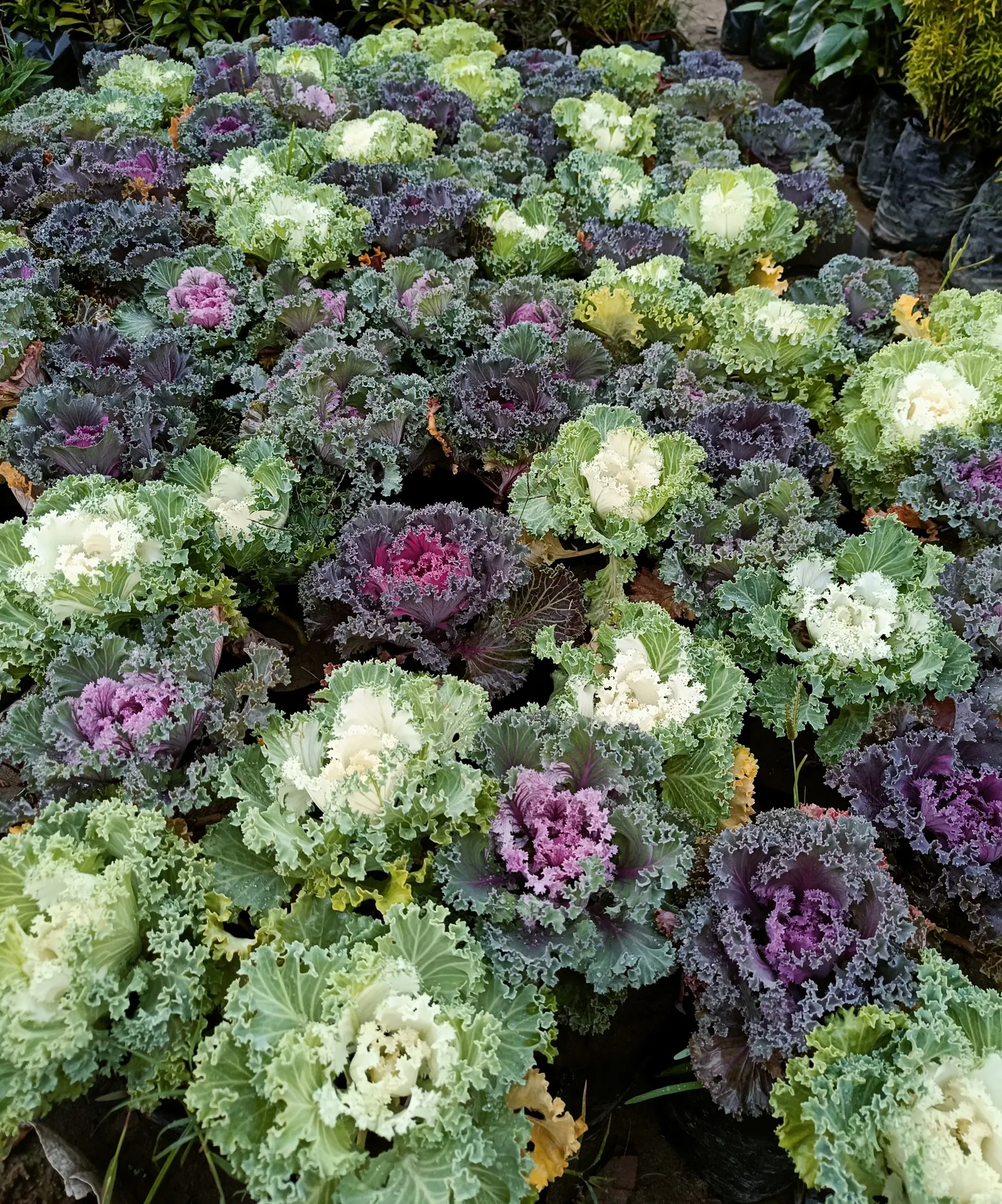 Flowering Cabbage (Brassica Oleracea ''Flowering Cabbage') — annual for half