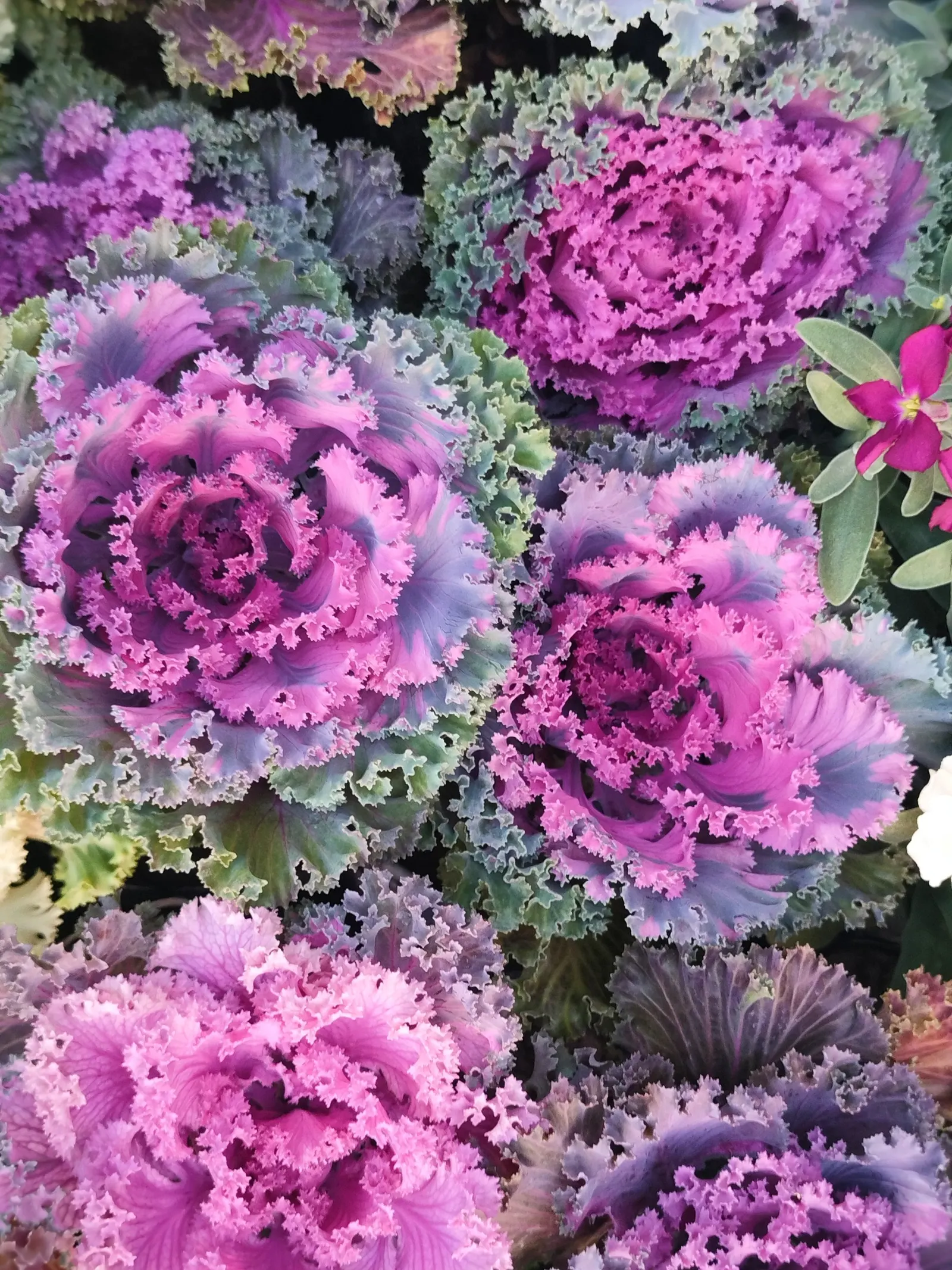Flowering Cabbage (Brassica Oleracea ''Flowering Cabbage') — and flat leaves that can span up to 12-18 inches in width; as it can enhance its, image 118