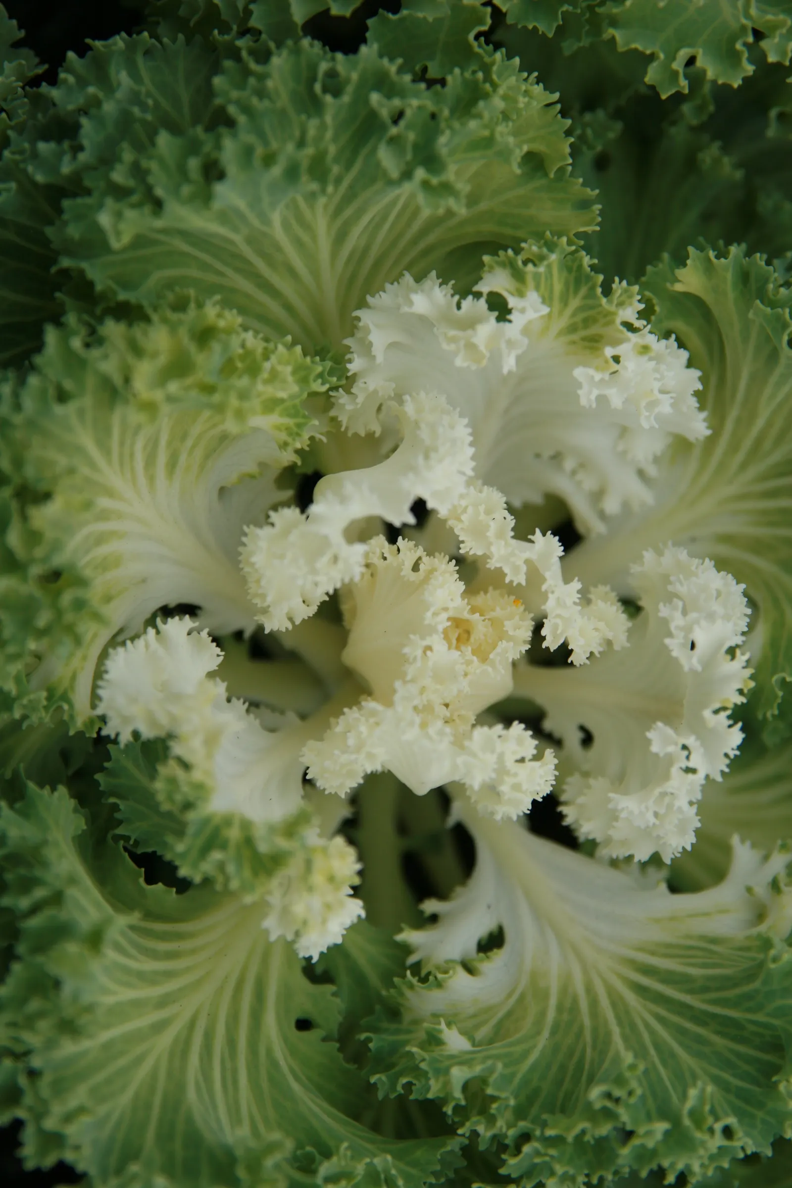 Flowering Cabbage (Brassica Oleracea ''Flowering Cabbage') — but for optimum appearance; often gracing gardens with its ornamental foliage, image 104