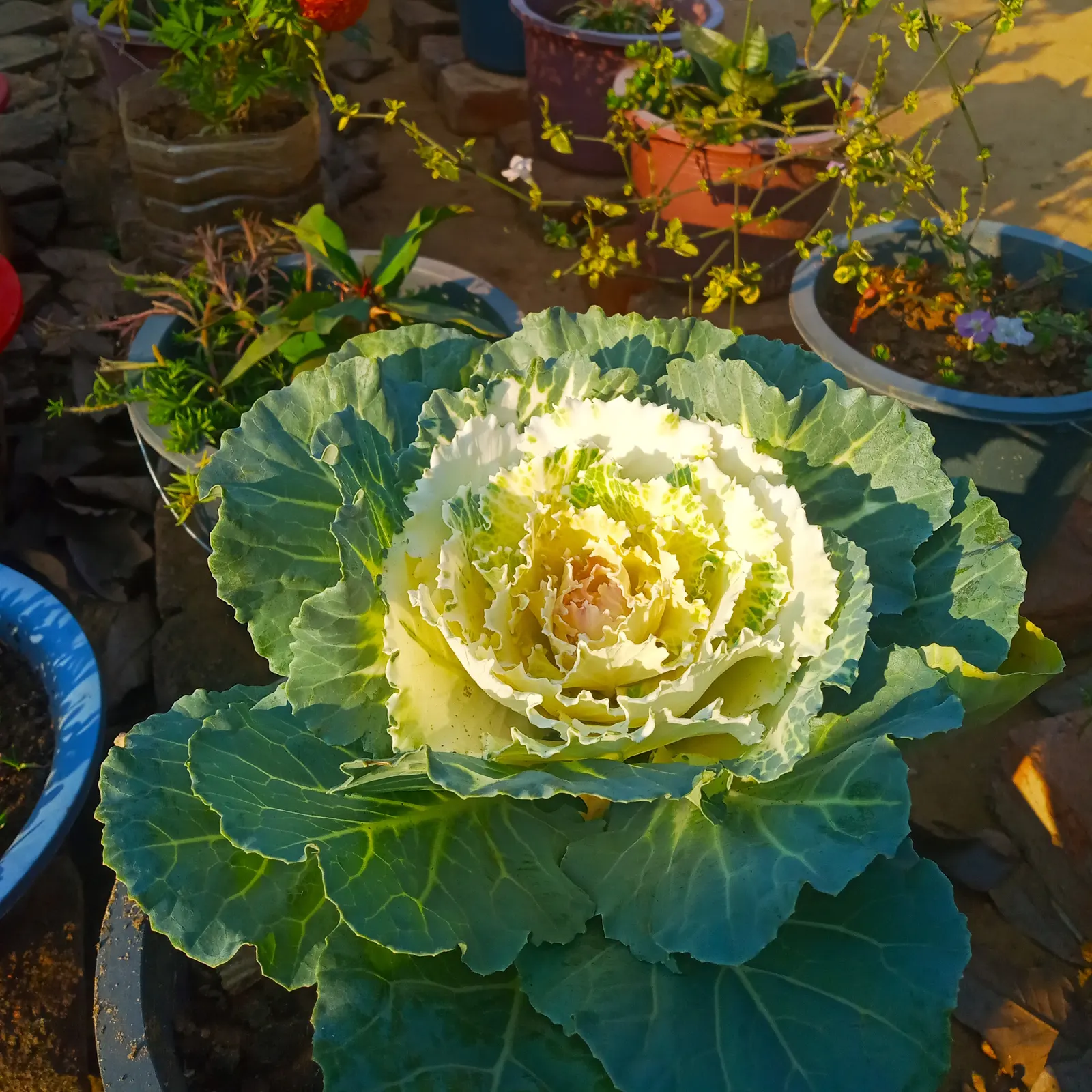 Flowering Cabbage (Brassica Oleracea ''Flowering Cabbage') — with a recommended spacing of 12-18 inches between plants; often with vibrant green, image 125