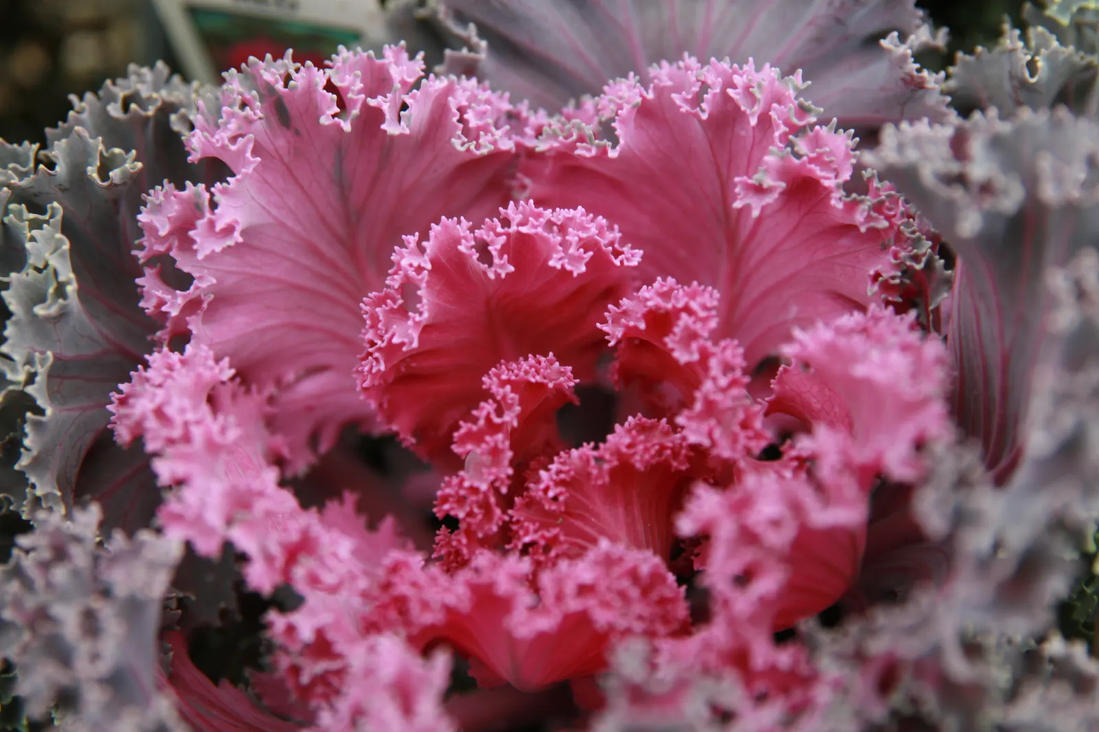 Flowering Cabbage (Brassica Oleracea ''Flowering Cabbage') — is not only a feast for the eyes but also a robust addition to any landscape design; plant in