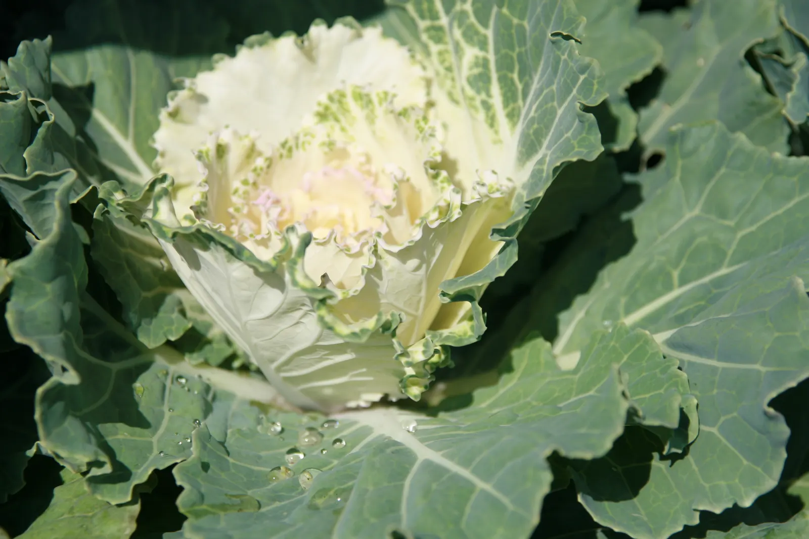 Flowering Cabbage (Brassica Oleracea ''Flowering Cabbage') — often with vibrant green outer leaves.<br><br>As a cultivar of cabbage; with a, image 80