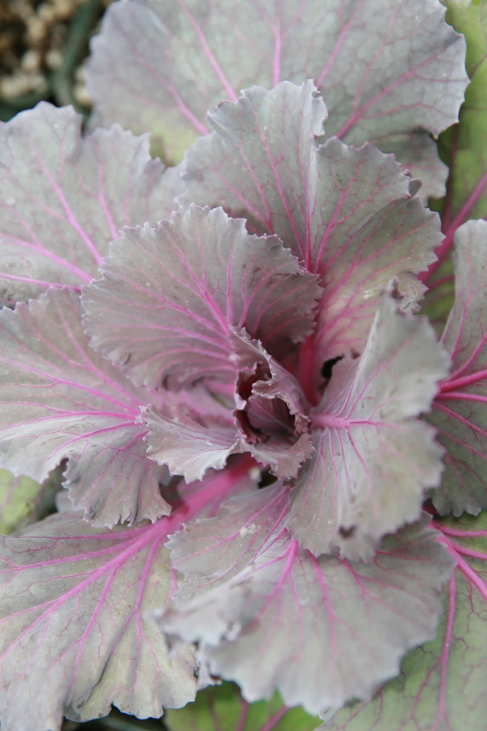 Flowering Cabbage (Brassica Oleracea ''Flowering Cabbage') — rosette-forming leaves which boldly showcase colors ranging from deep purples to, image 61