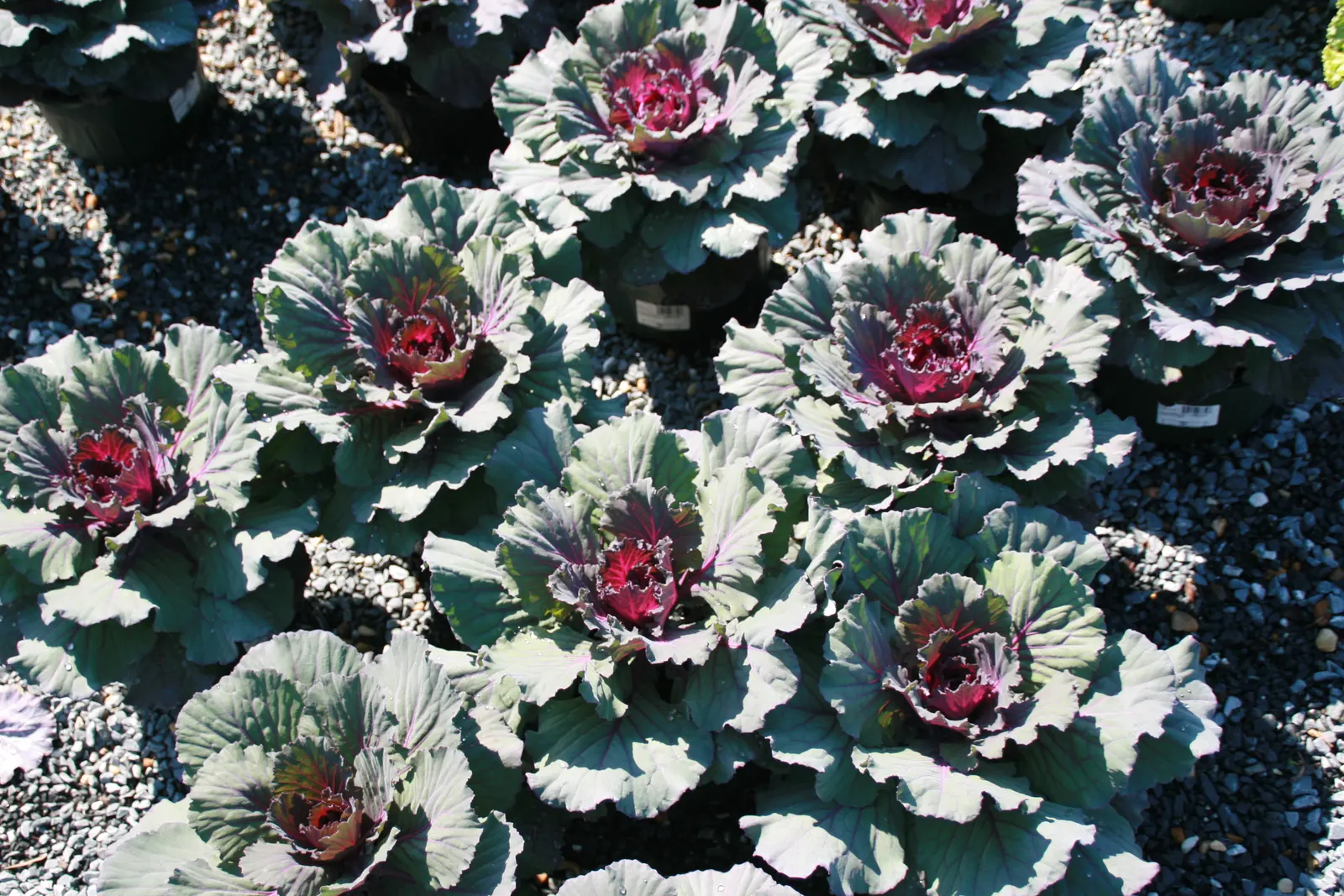 Flowering Cabbage (Brassica Oleracea ''Flowering Cabbage') — rosette-forming leaves which boldly showcase colors ranging from deep purples to, image 43