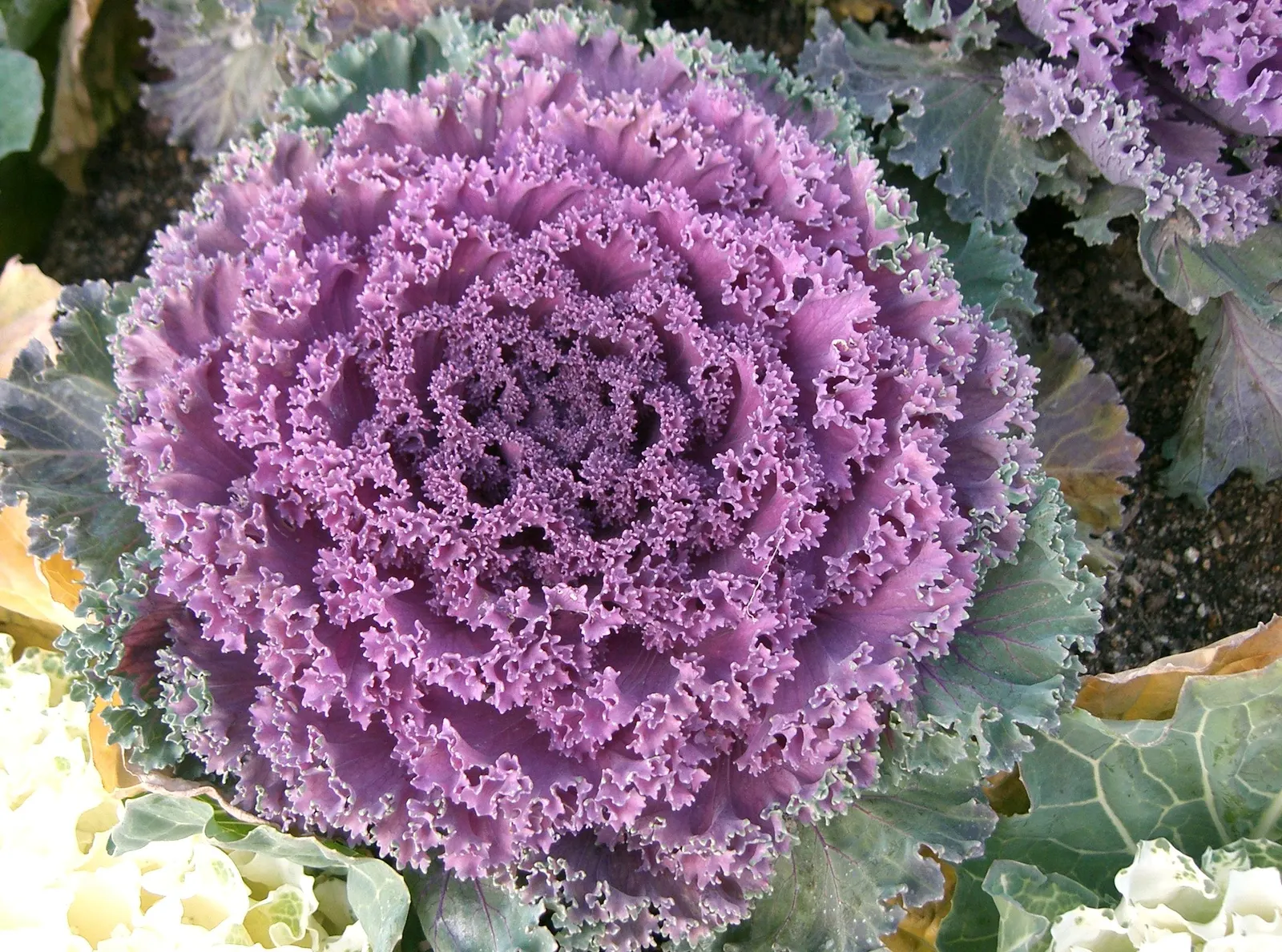 Flowering Cabbage (Brassica Oleracea ''Flowering Cabbage') — annual for half; periodic removal of older outer leaves is recommended to maintain its, image 90