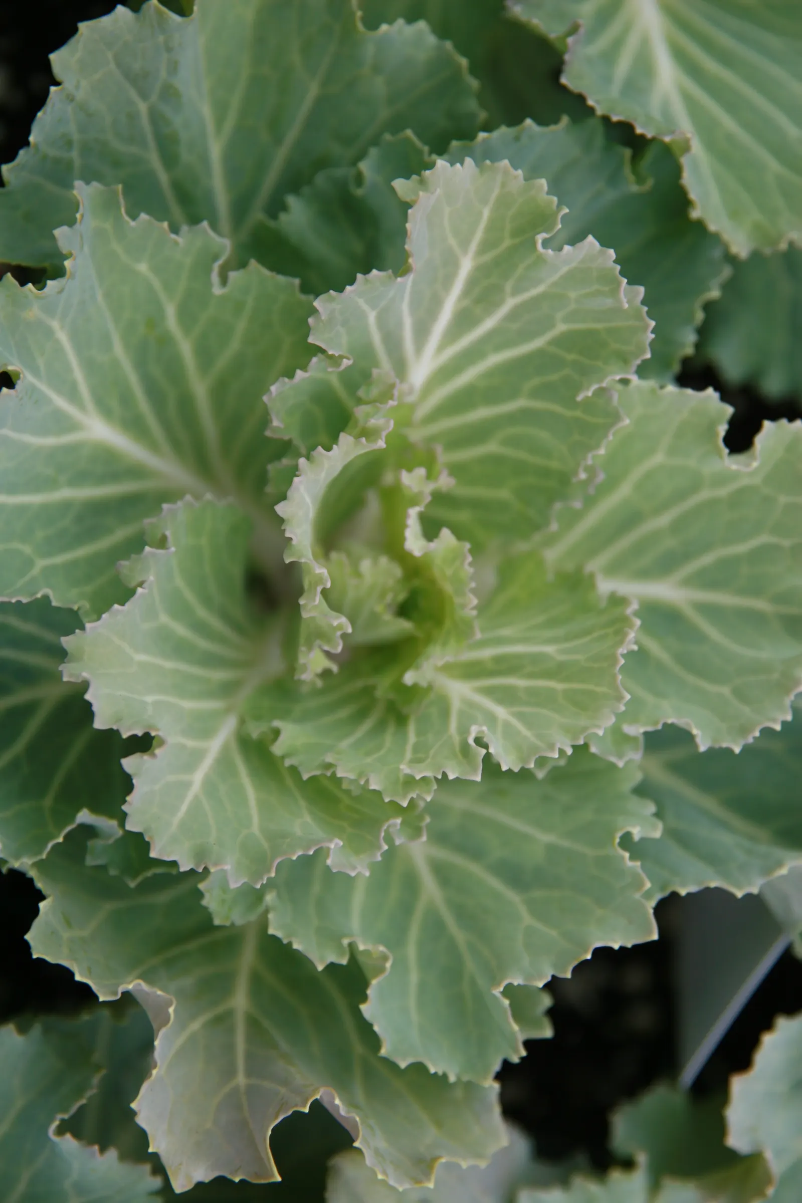 Flowering Cabbage (Brassica Oleracea ''Flowering Cabbage') — but for optimum appearance; often gracing gardens with its ornamental foliage