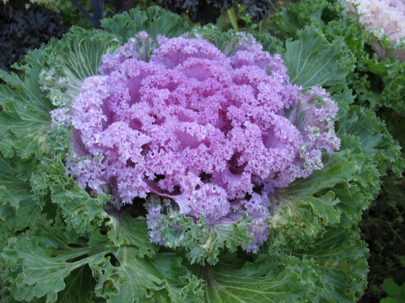 Flowering Cabbage (Brassica Oleracea ''Flowering Cabbage') — with a recommended spacing of 12-18 inches between plants; often with vibrant green, image 107