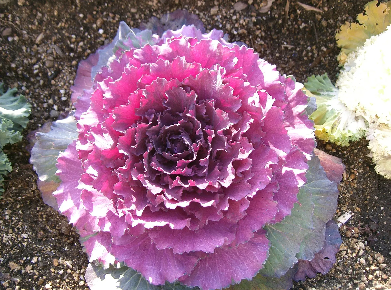Flowering Cabbage (Brassica Oleracea ''Flowering Cabbage') — flowering cabbage thrives best when planted in the fall; this variety typically does, image 120