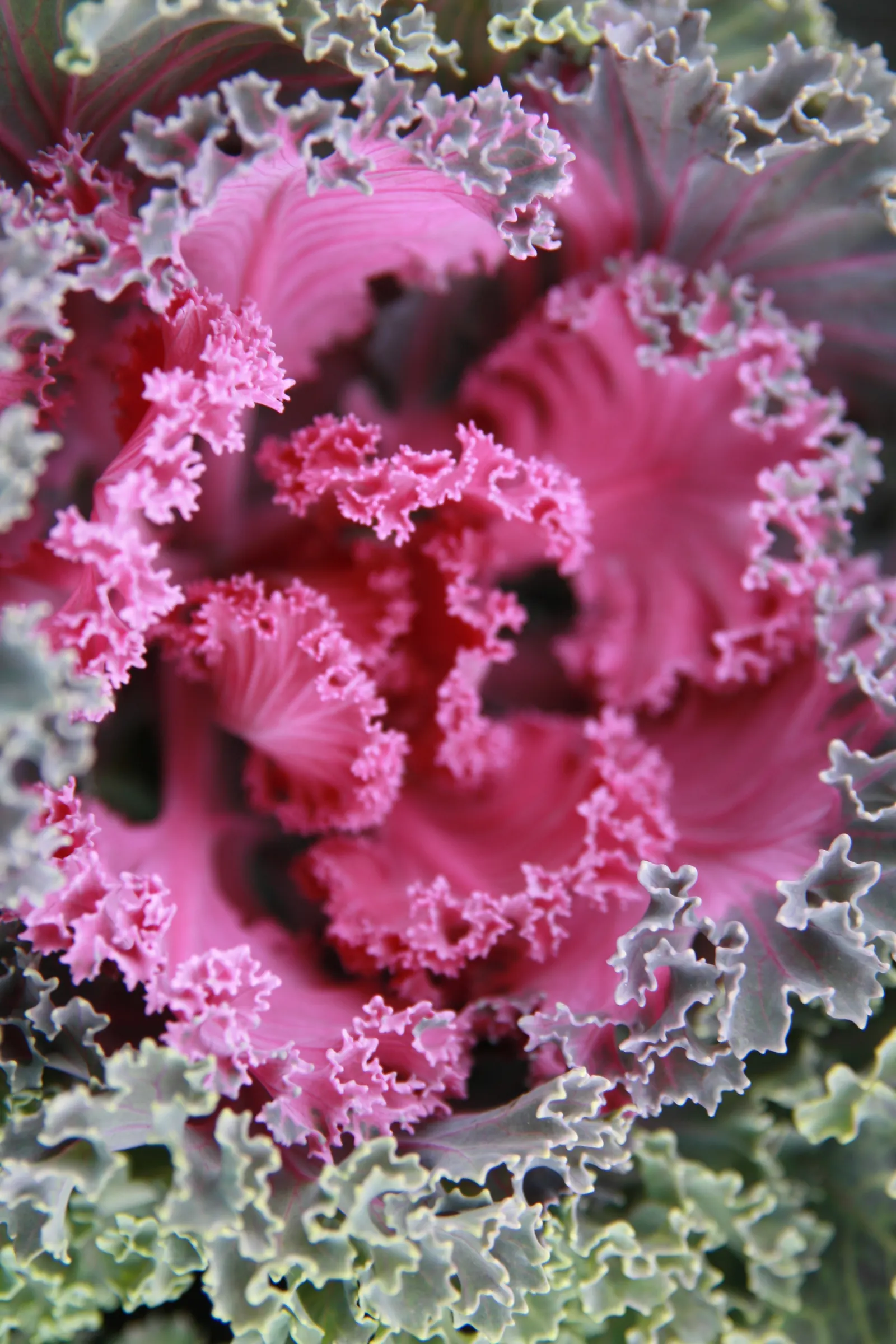 Flowering Cabbage (Brassica Oleracea ''Flowering Cabbage') — it's essential to ensure ample space for growth