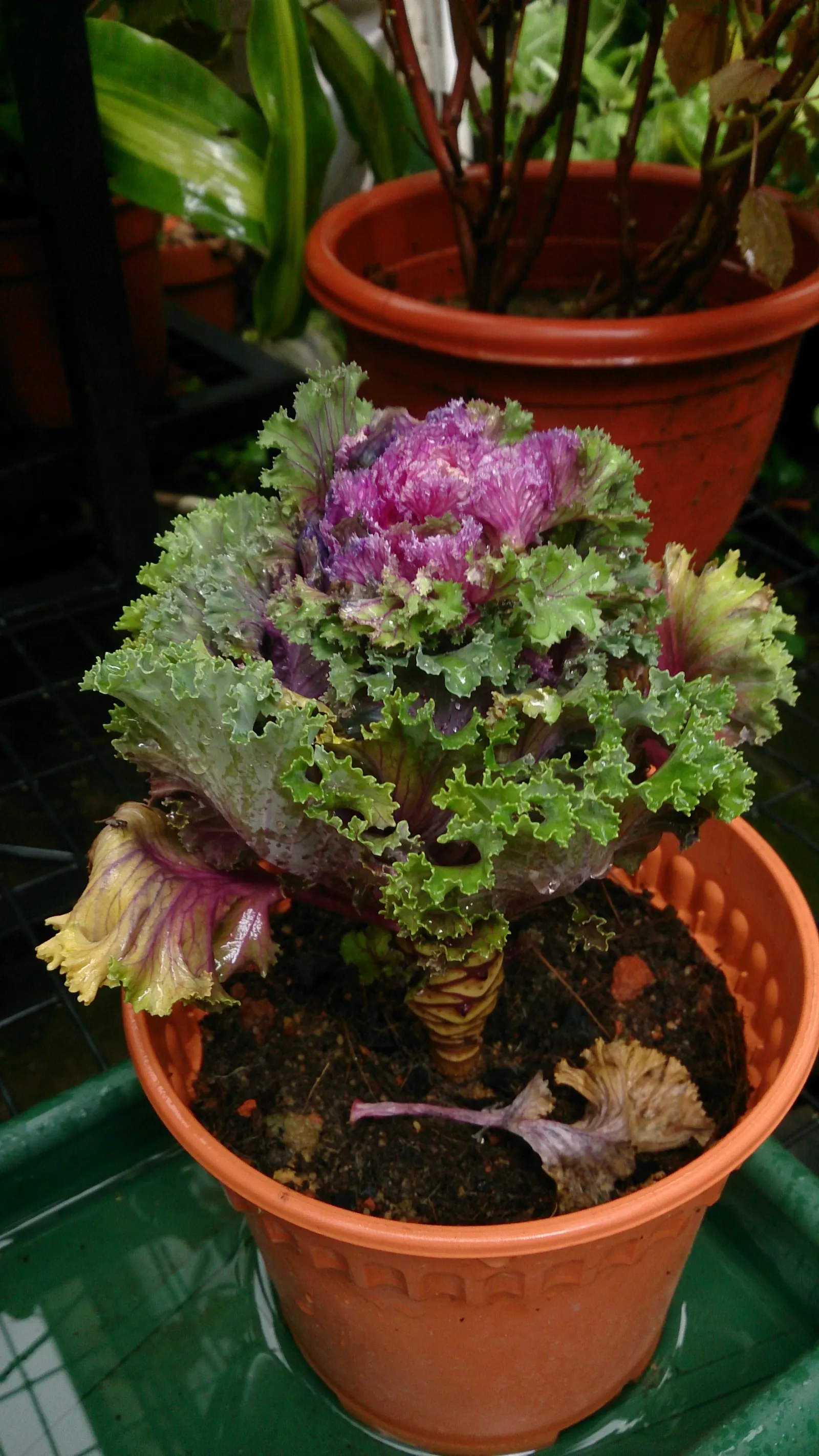 Flowering Cabbage (Brassica Oleracea ''Flowering Cabbage') — flowering cabbage thrives best when planted in the fall; this variety typically does, image 48