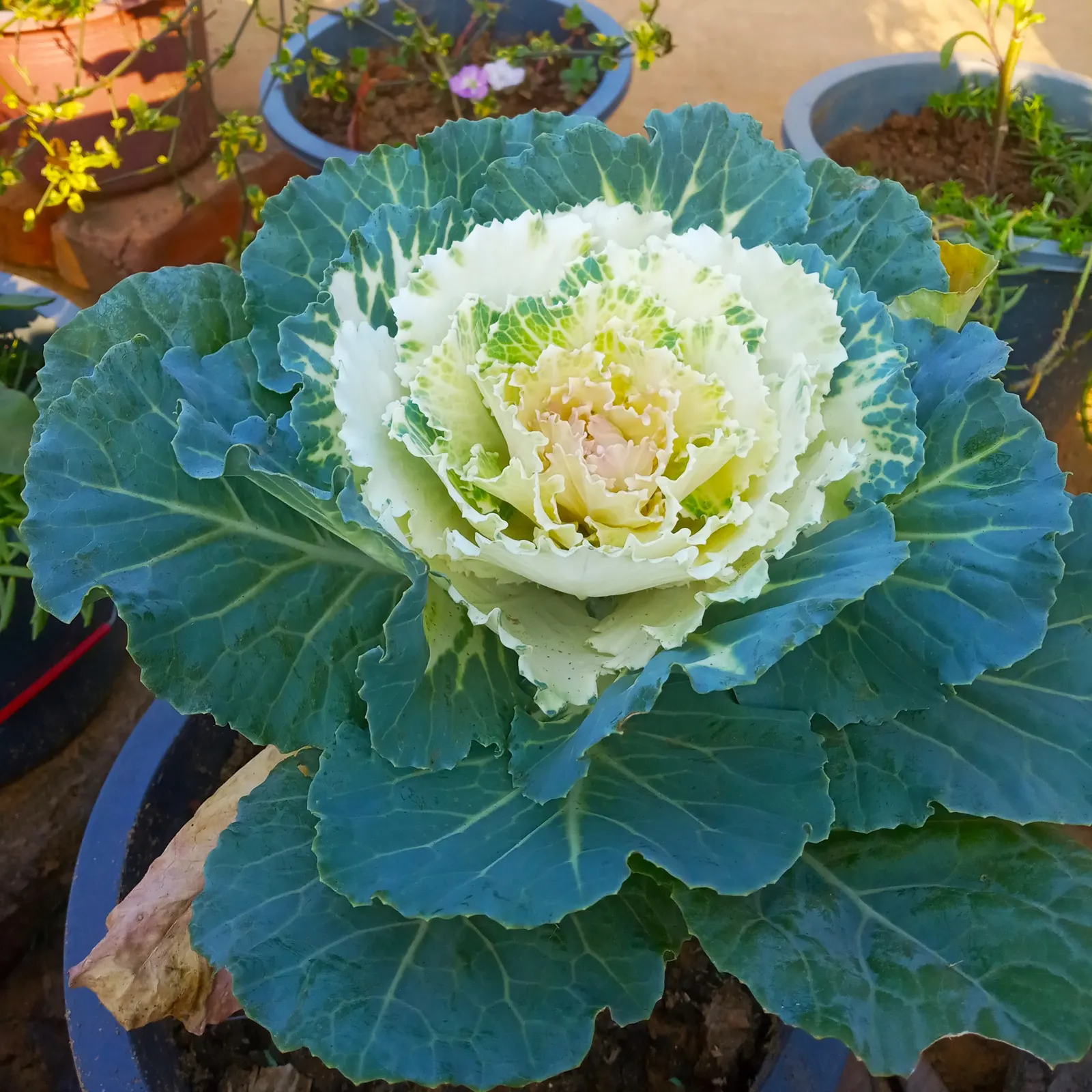 Flowering Cabbage (Brassica Oleracea ''Flowering Cabbage') — with a recommended spacing of 12-18 inches between plants