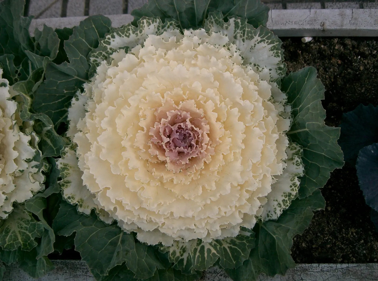 Flowering Cabbage (Brassica Oleracea ''Flowering Cabbage') — and flat leaves that can span up to 12-18 inches in width
