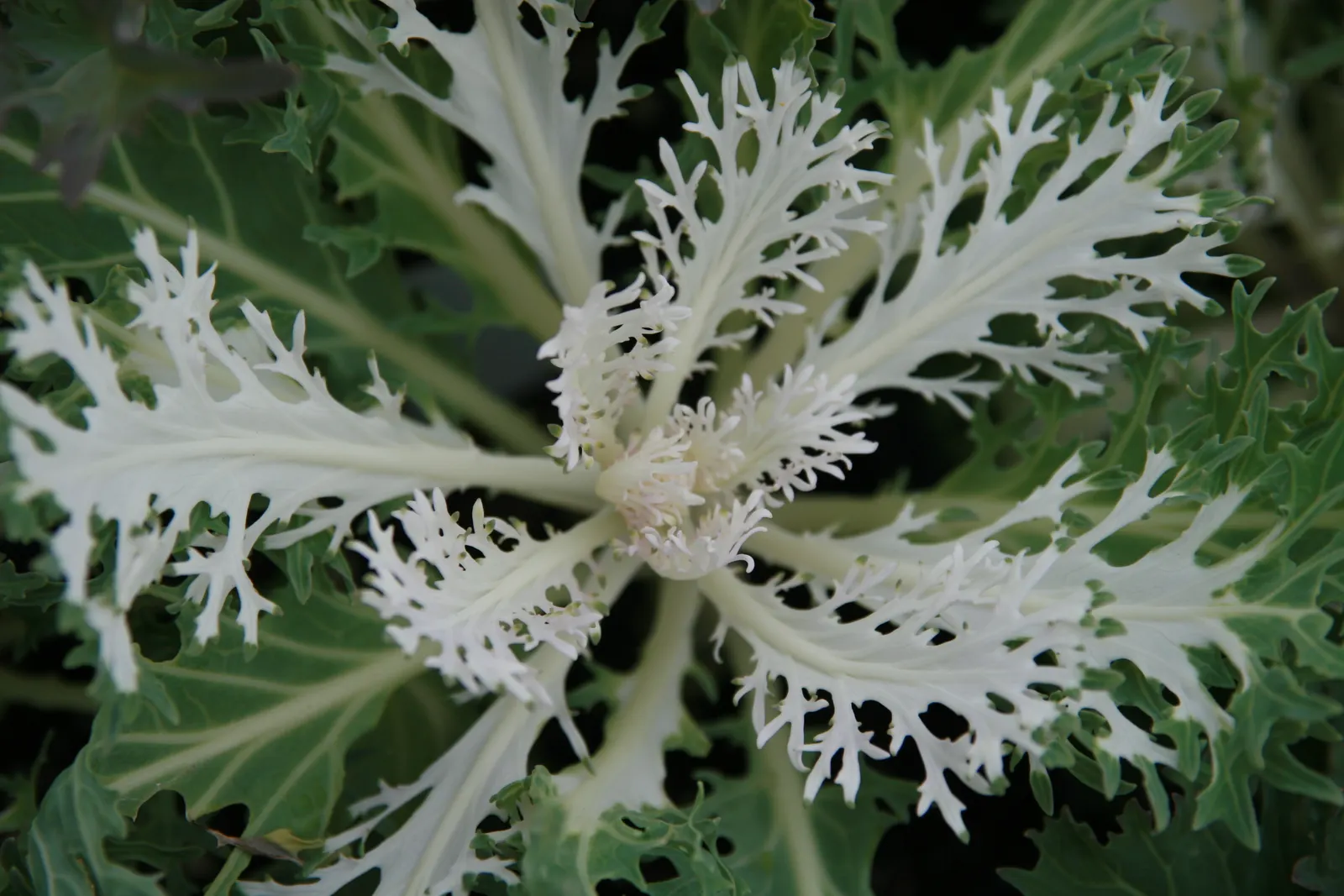 Flowering Cabbage (Brassica Oleracea ''Flowering Cabbage') — often gracing gardens with its ornamental foliage