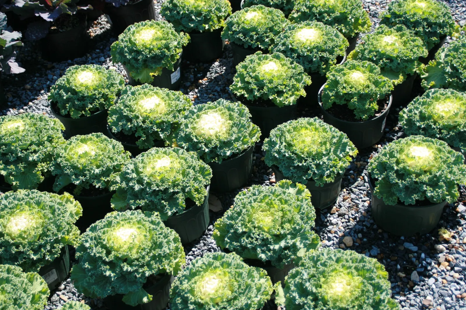 Flowering Cabbage (Brassica Oleracea ''Flowering Cabbage') — This hardy biennial thrives in full to partial sunlight and reaches up to 12-18 inches, image 55