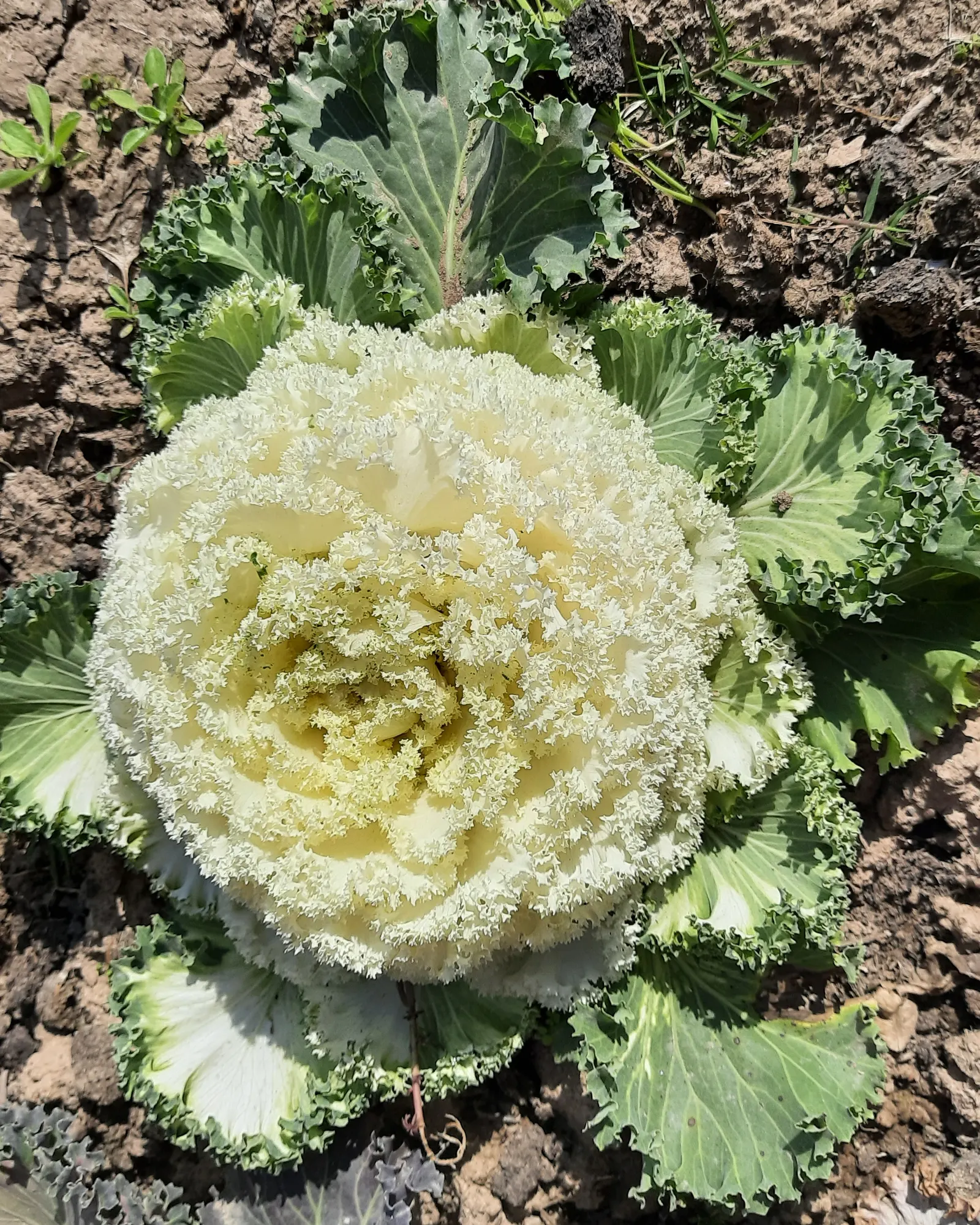 Flowering Cabbage (Brassica Oleracea ''Flowering Cabbage') — often gracing gardens with its ornamental foliage; but for optimum appearance, image 95