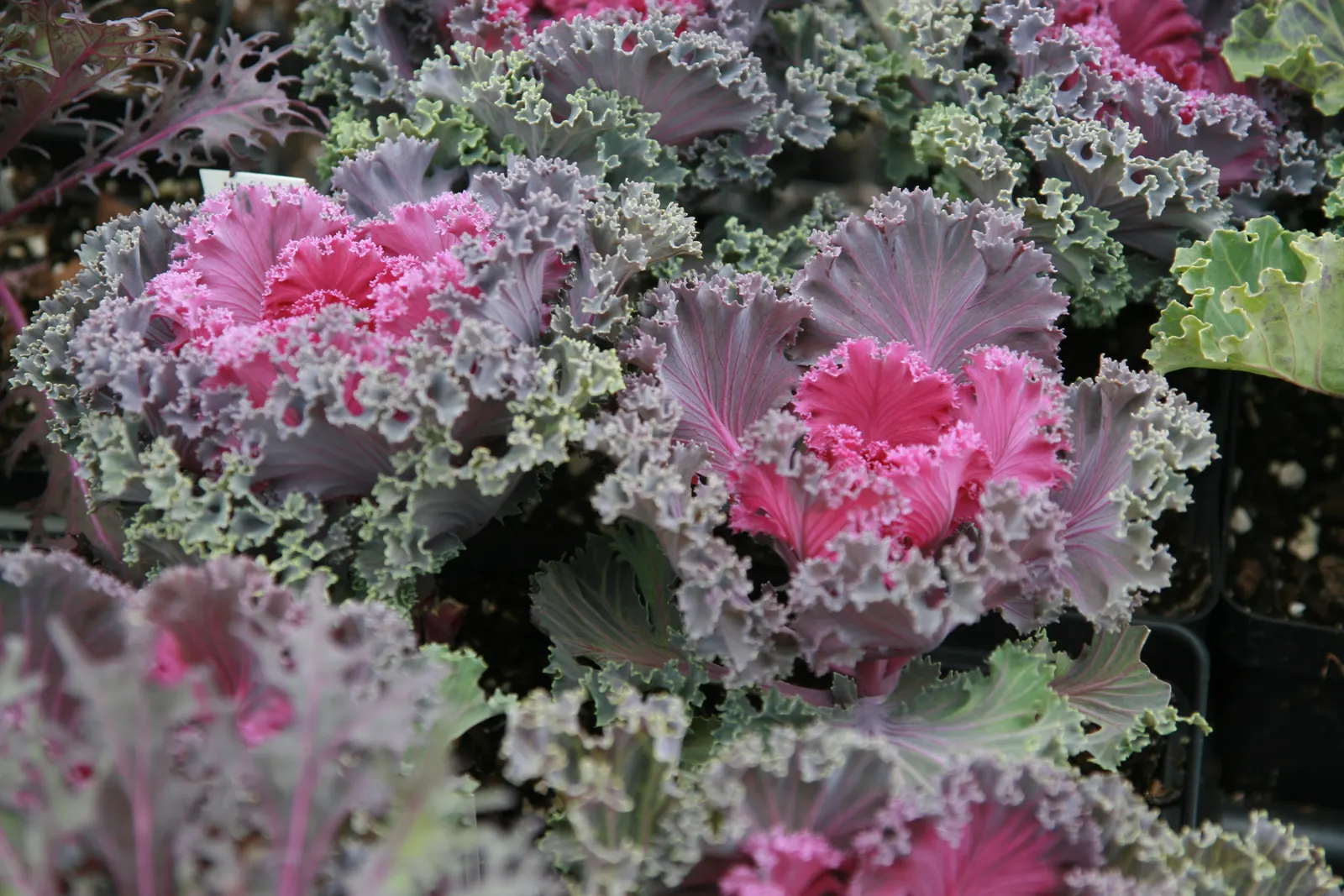 Flowering Cabbage (Brassica Oleracea ''Flowering Cabbage') — with a recommended spacing of 12-18 inches between plants; often with vibrant green, image 53