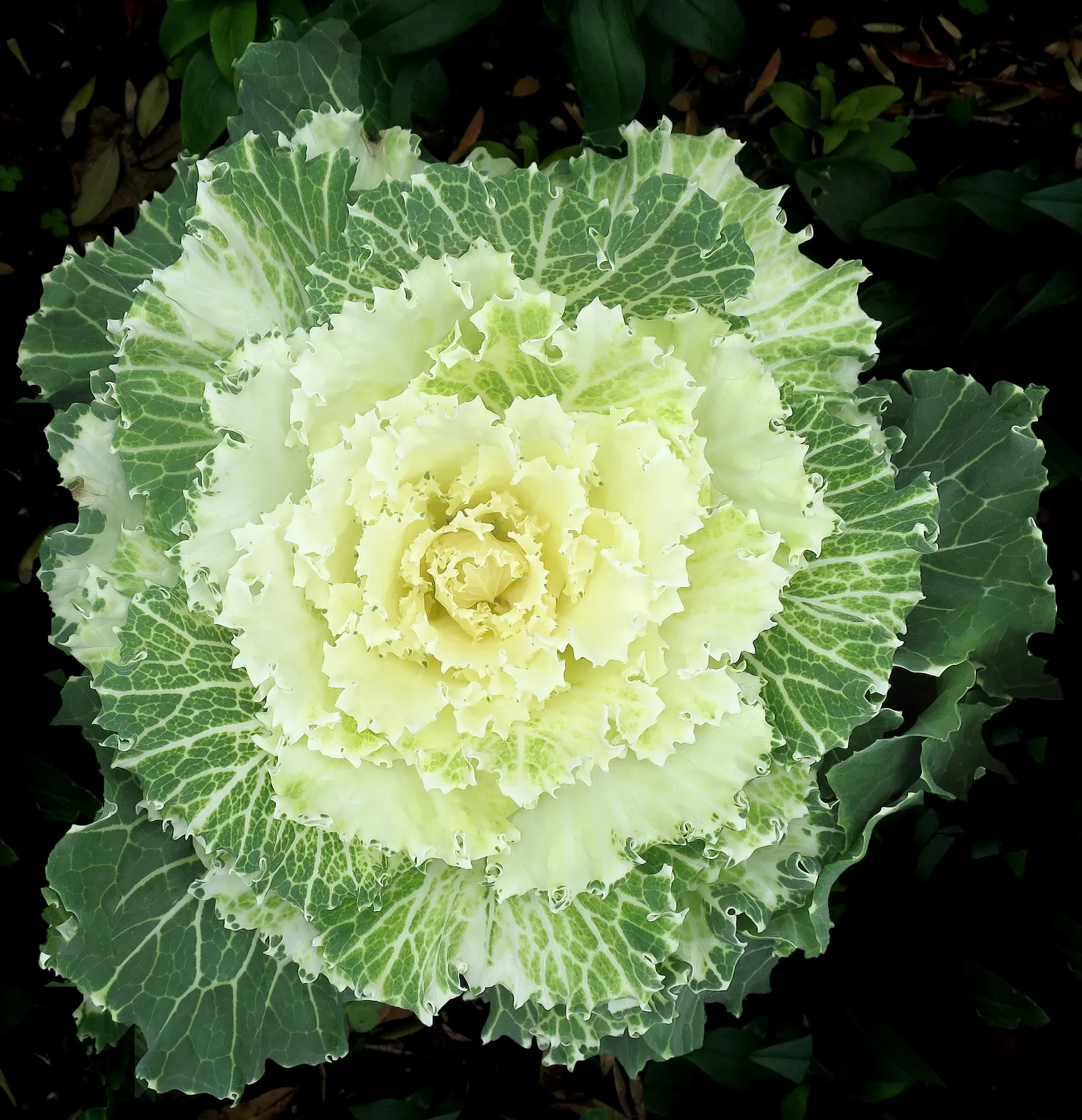 Flowering Cabbage (Brassica Oleracea ''Flowering Cabbage') — often with vibrant green outer leaves.<br><br>As a cultivar of cabbage; with a, image 44