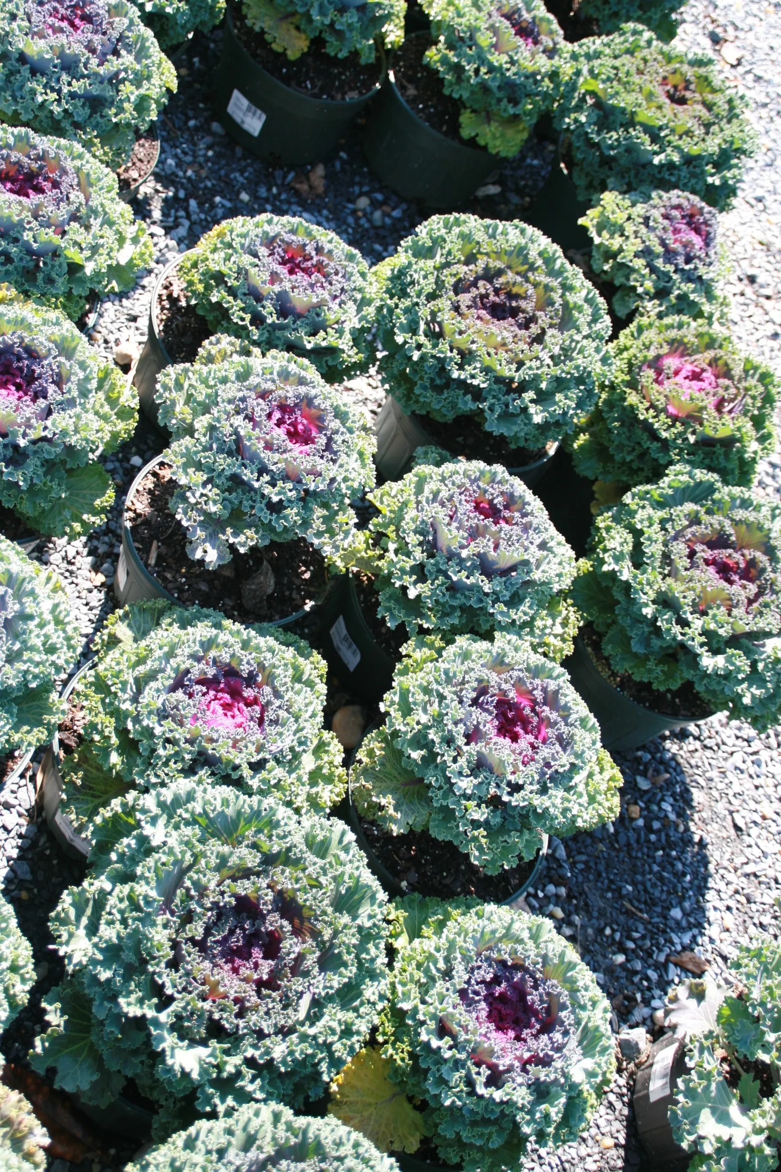 Flowering Cabbage (Brassica Oleracea ''Flowering Cabbage') — annual for half; periodic removal of older outer leaves is recommended to maintain its, image 72