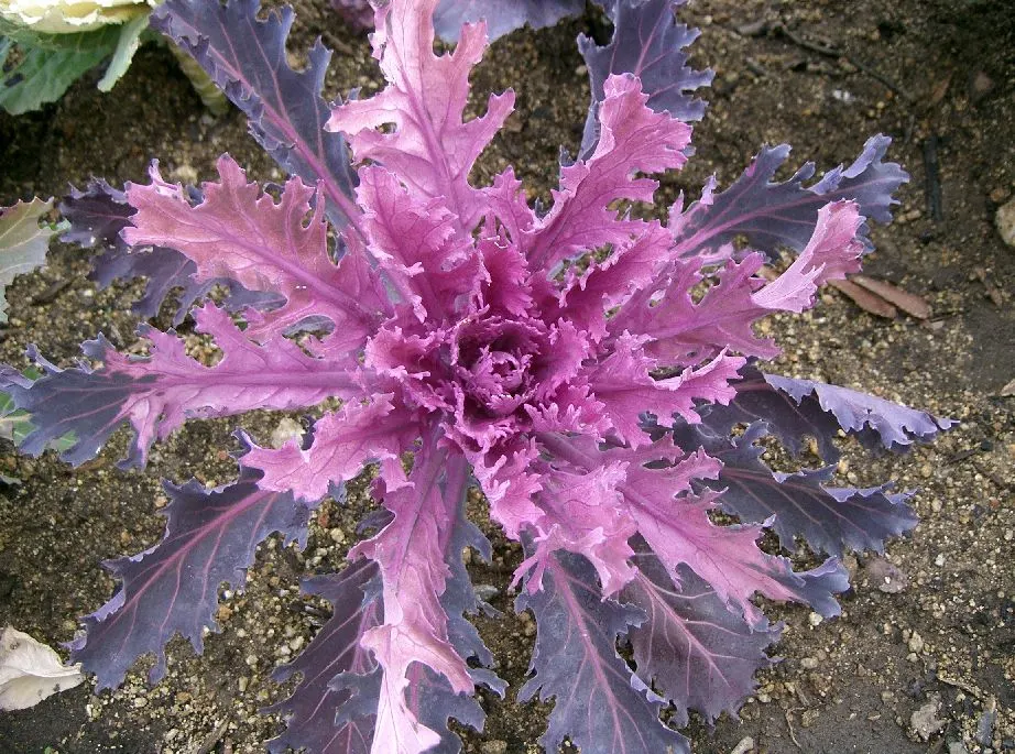 Flowering Cabbage (Brassica Oleracea ''Flowering Cabbage') — it's essential to ensure ample space for growth; this hardy biennial thrives in full, image 70