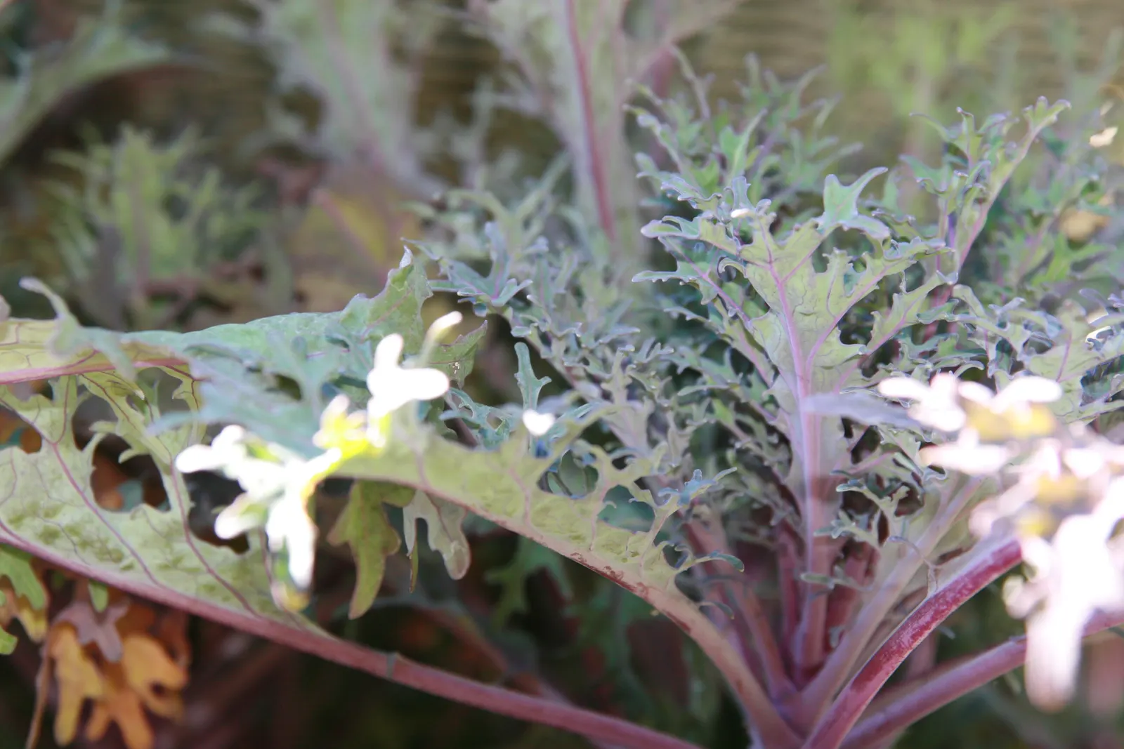 Flowering Cabbage (Brassica Oleracea ''Flowering Cabbage') — often gracing gardens with its ornamental foliage; but for optimum appearance
