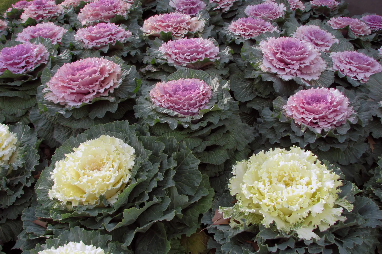 Flowering Cabbage (Brassica Oleracea ''Flowering Cabbage') — and flat leaves that can span up to 12-18 inches in width; as it can enhance its, image 46