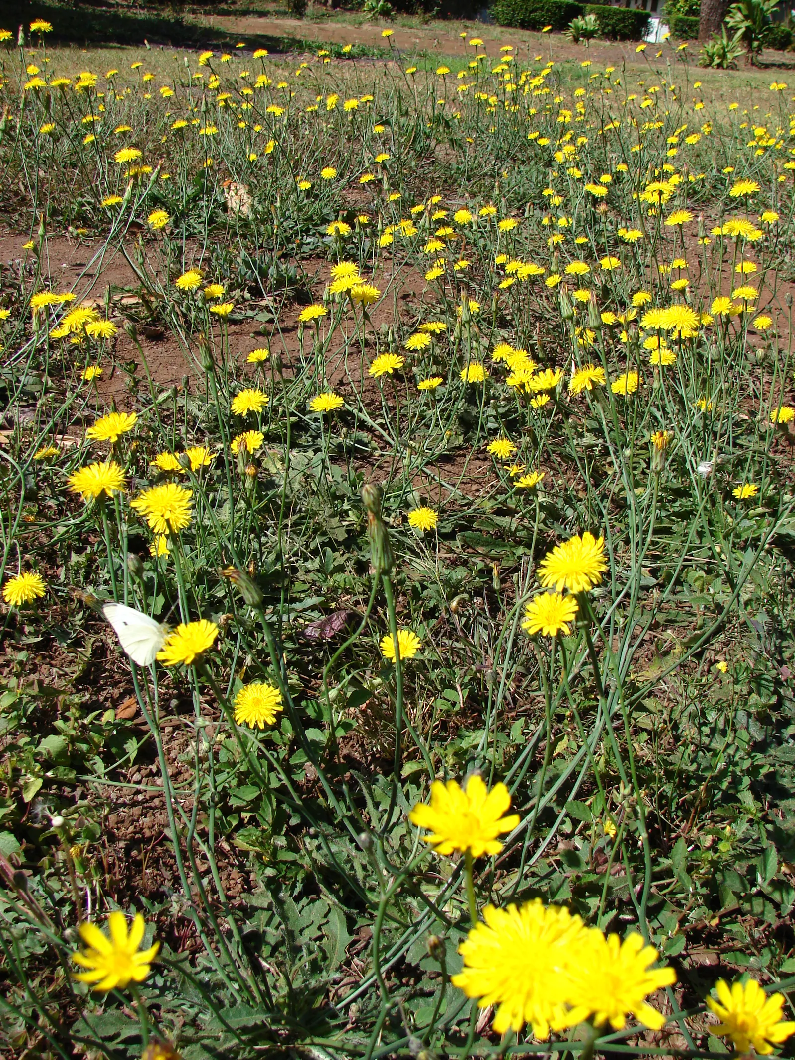 Flowering Cabbage (Brassica Oleracea ''Flowering Cabbage') — annual for half; periodic removal of older outer leaves is recommended to maintain its, image 108