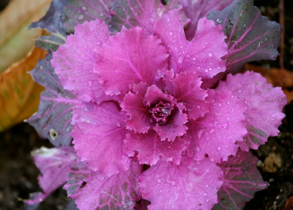 Flowering Cabbage (Brassica Oleracea ''Flowering Cabbage') — annual for half; periodic removal of older outer leaves is recommended to maintain its, image 54