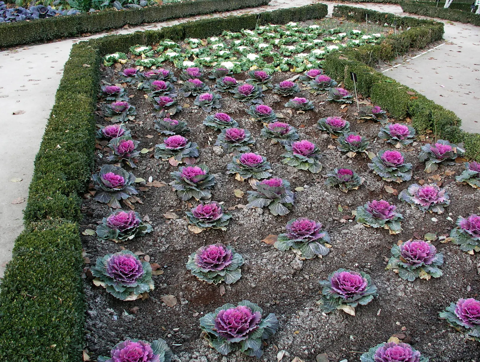 Flowering Cabbage (Brassica Oleracea ''Flowering Cabbage') — The leaf rosettes themselves can grow to a height of approximately 12-15 inches; ideal, image 65