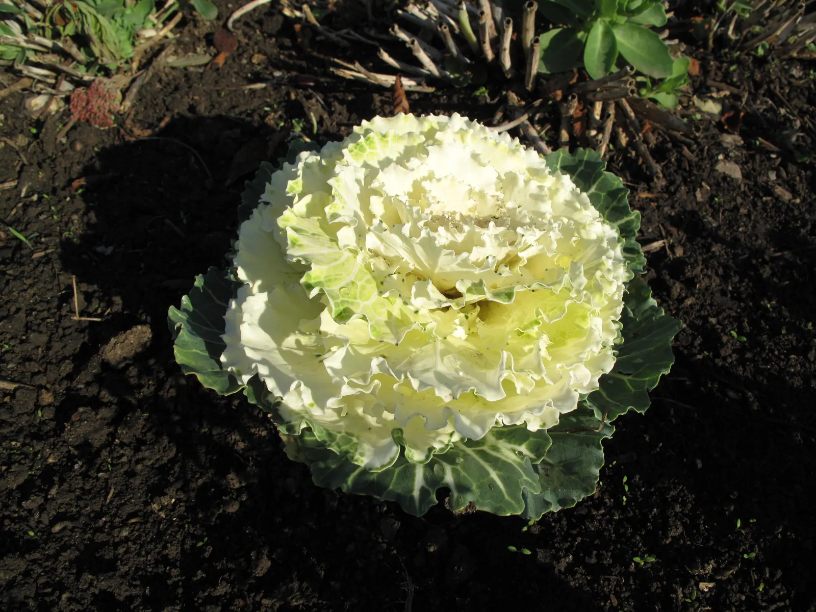 Flowering Cabbage (Brassica Oleracea ''Flowering Cabbage') — Ideal for fall displays, it maintains color in temperatures as low as 5&deg;F; the, image 128