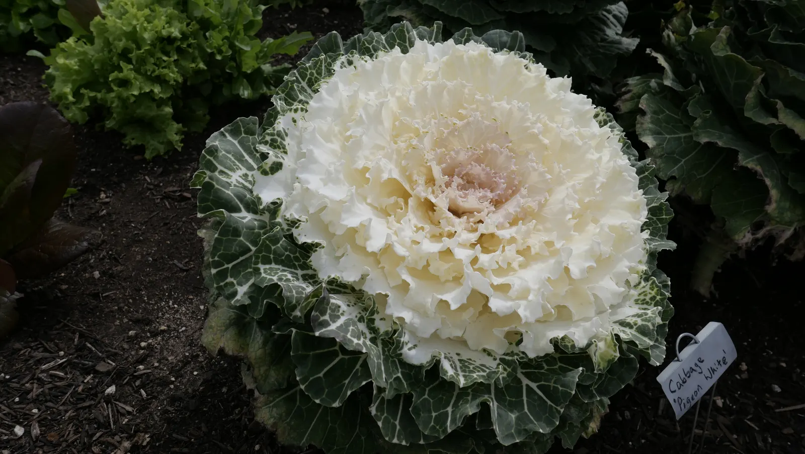 Flowering Cabbage (Brassica Oleracea ''Flowering Cabbage') — and flat leaves that can span up to 12-18 inches in width; as it can enhance its, image 64