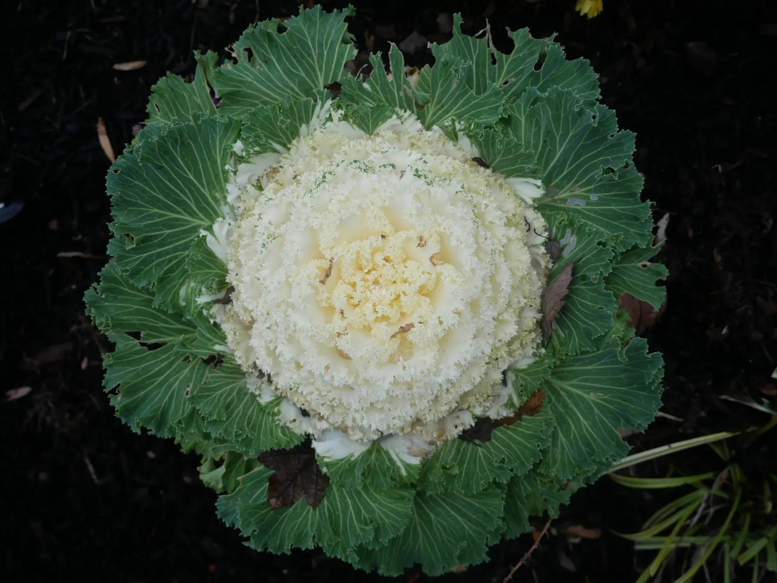 Flowering Cabbage (Brassica Oleracea ''Flowering Cabbage') — with a recommended spacing of 12-18 inches between plants; often with vibrant green, image 71