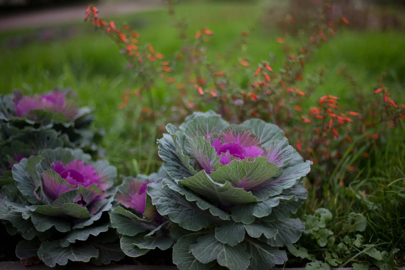 Flowering Cabbage (Brassica Oleracea ''Flowering Cabbage') — as it can enhance its coloration in response to light frosts; it's essential to ensure, image 103