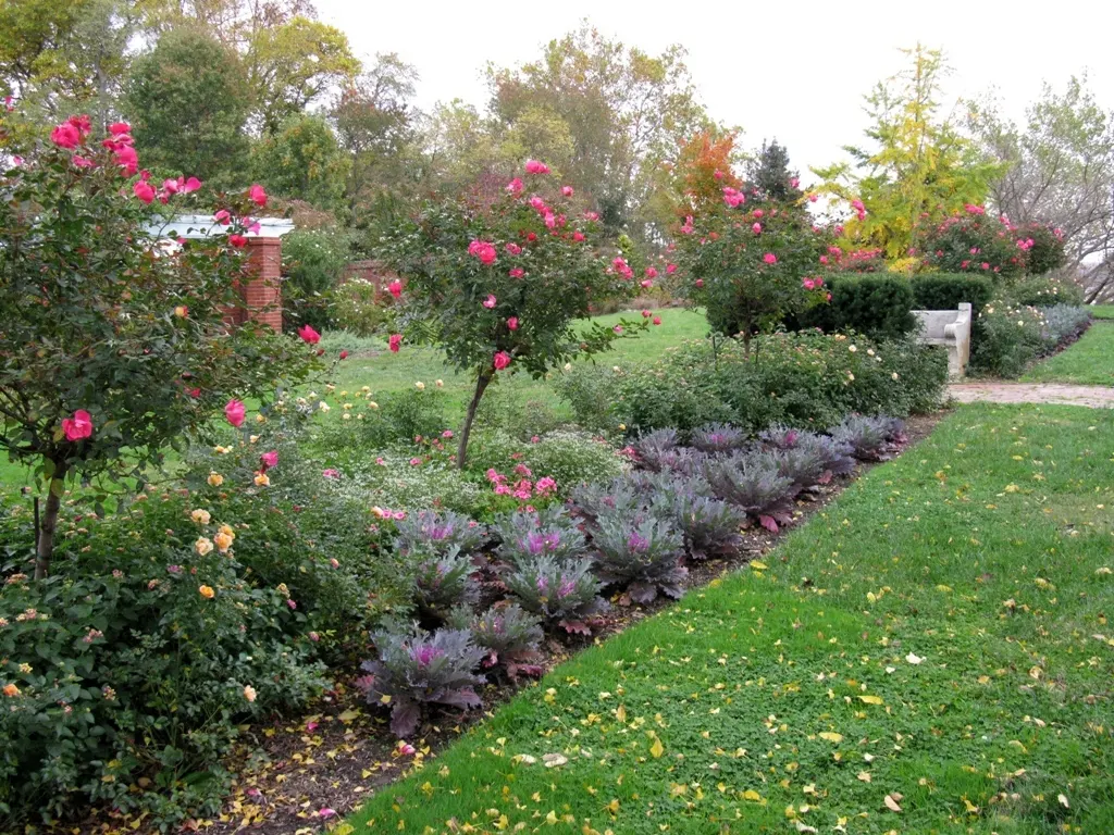 Flowering Cabbage (Brassica Oleracea ''Flowering Cabbage') — with a recommended spacing of 12-18 inches between plants; often with vibrant green, image 89