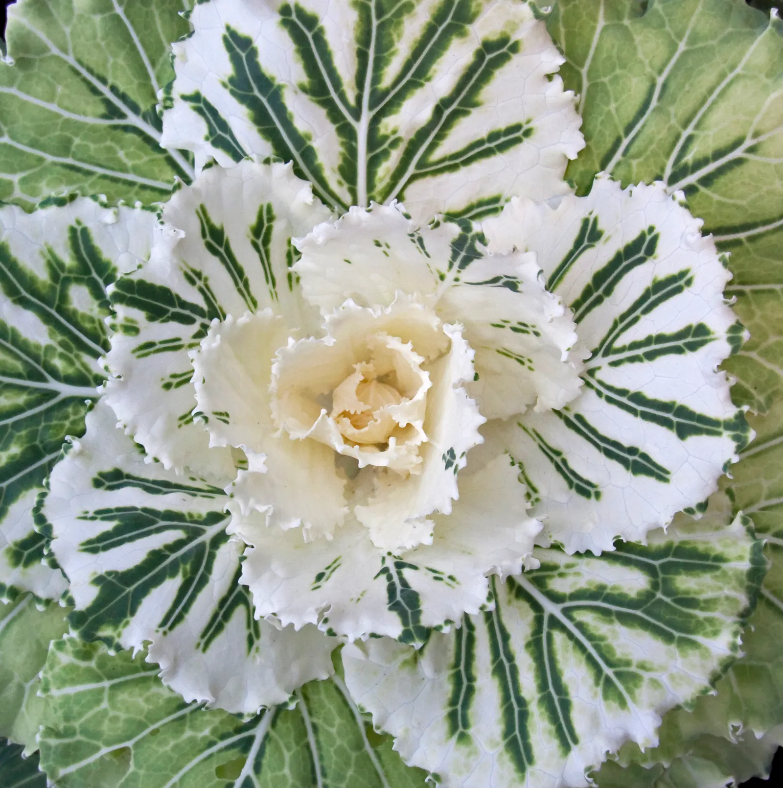 Flowering Cabbage (Brassica Oleracea ''Flowering Cabbage') — it's essential to ensure ample space for growth; this hardy biennial thrives in full, image 106