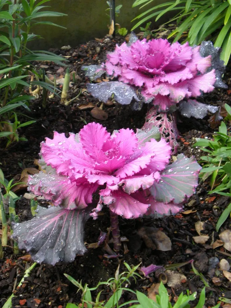 Flowering Cabbage (Brassica Oleracea ''Flowering Cabbage') — with a recommended spacing of 12-18 inches between plants; often with vibrant green outer