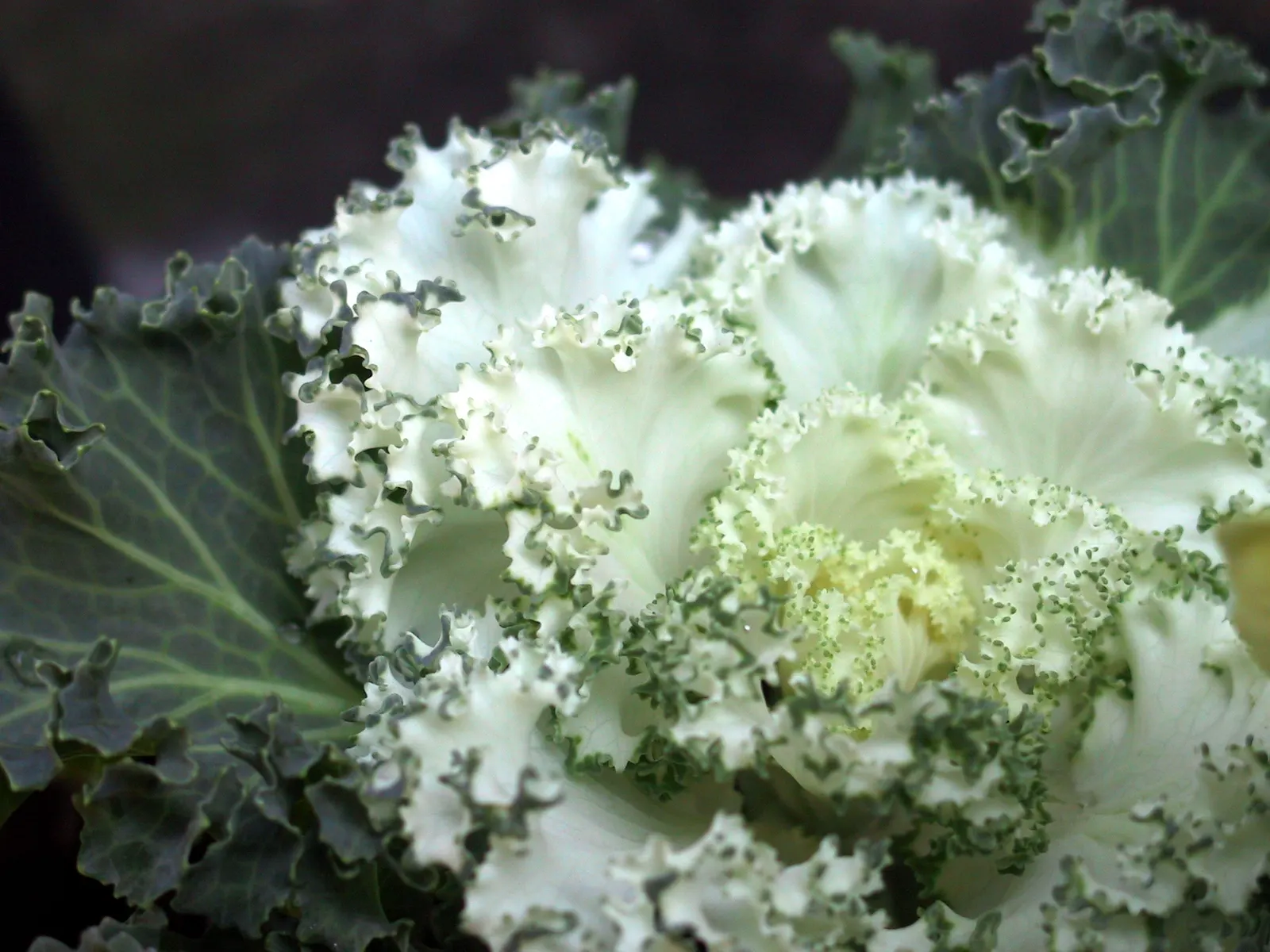 Flowering Cabbage (Brassica Oleracea ''Flowering Cabbage') — periodic removal of older outer leaves is recommended to maintain its lush and compact, image 123