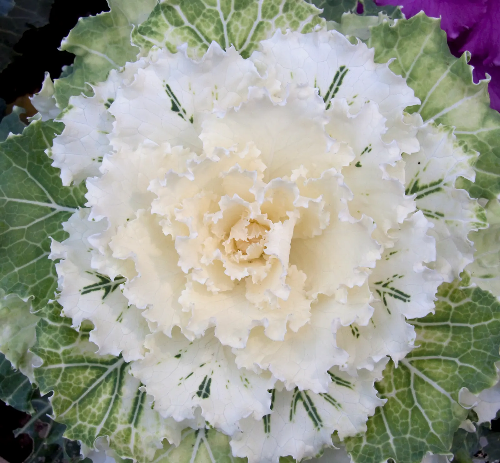 Flowering Cabbage (Brassica Oleracea ''Flowering Cabbage') — The Brassica oleracea 'Flowering Cabbage'; rosette-forming leaves which boldly, image 76