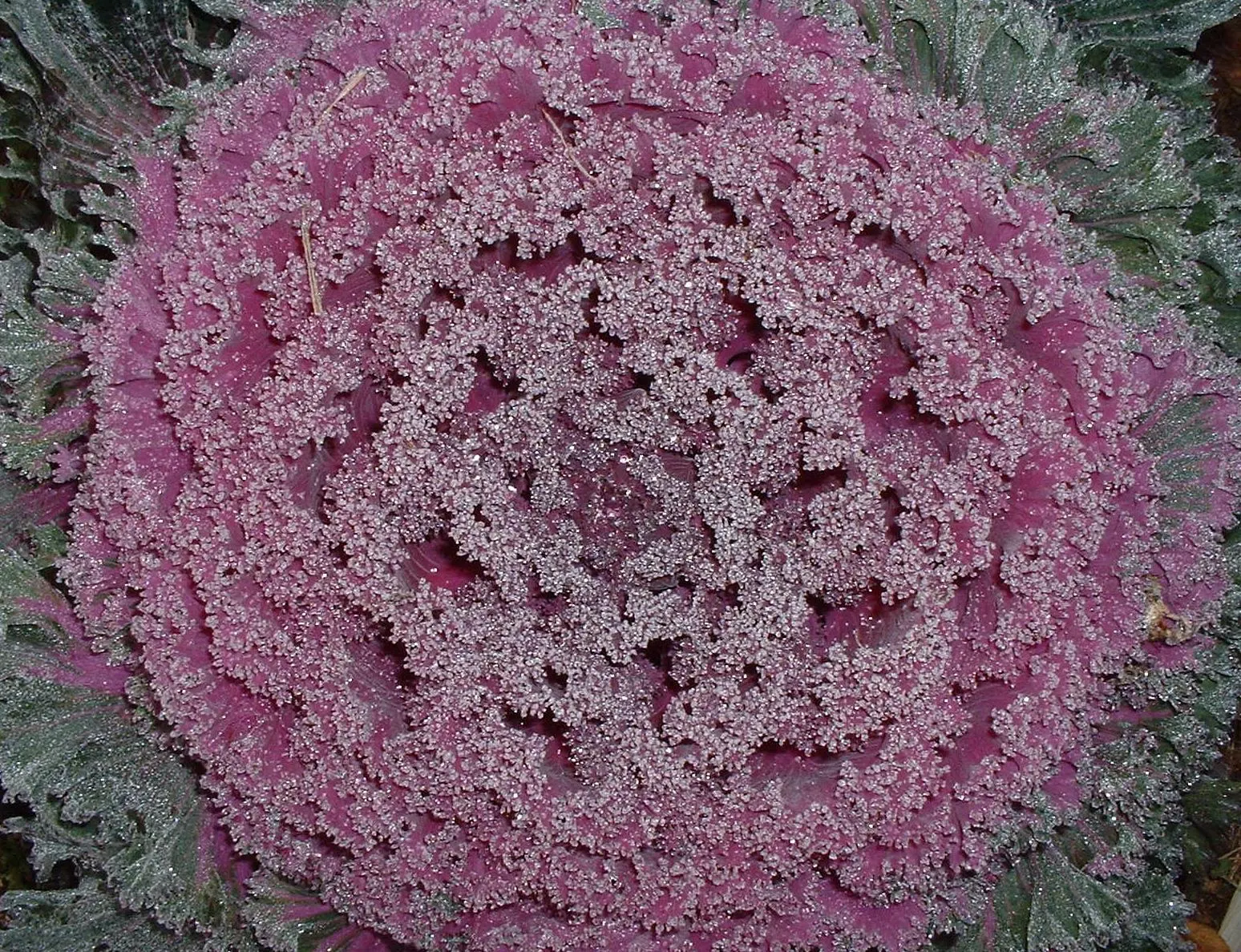 Flowering Cabbage (Brassica Oleracea ''Flowering Cabbage') — it's essential to ensure ample space for growth; this hardy biennial thrives in full to partial