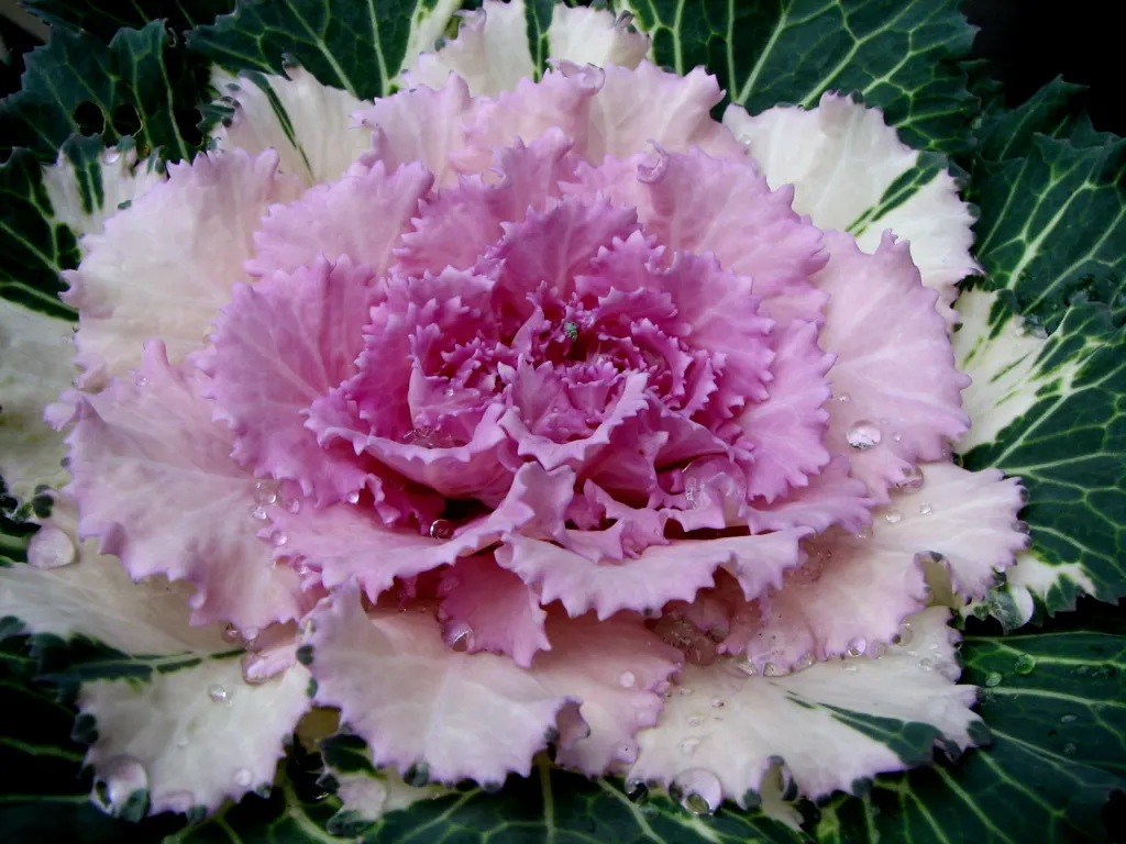 Flowering Cabbage (Brassica Oleracea ''Flowering Cabbage') — as it can enhance its coloration in response to light frosts; it's essential to ensure, image 85