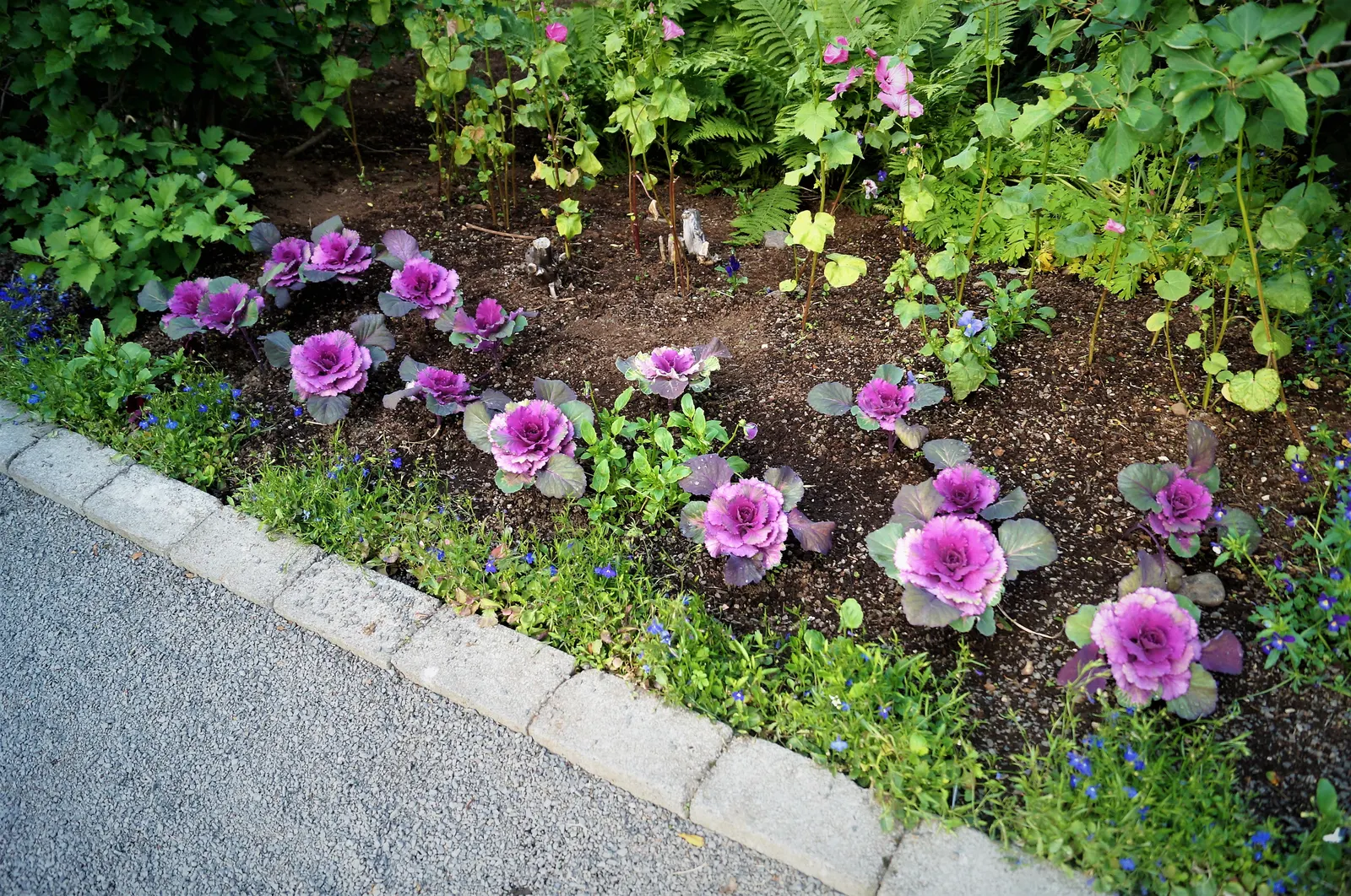 Flowering Cabbage (Brassica Oleracea ''Flowering Cabbage') — rosette-forming leaves which boldly showcase colors ranging from deep purples to, image 115