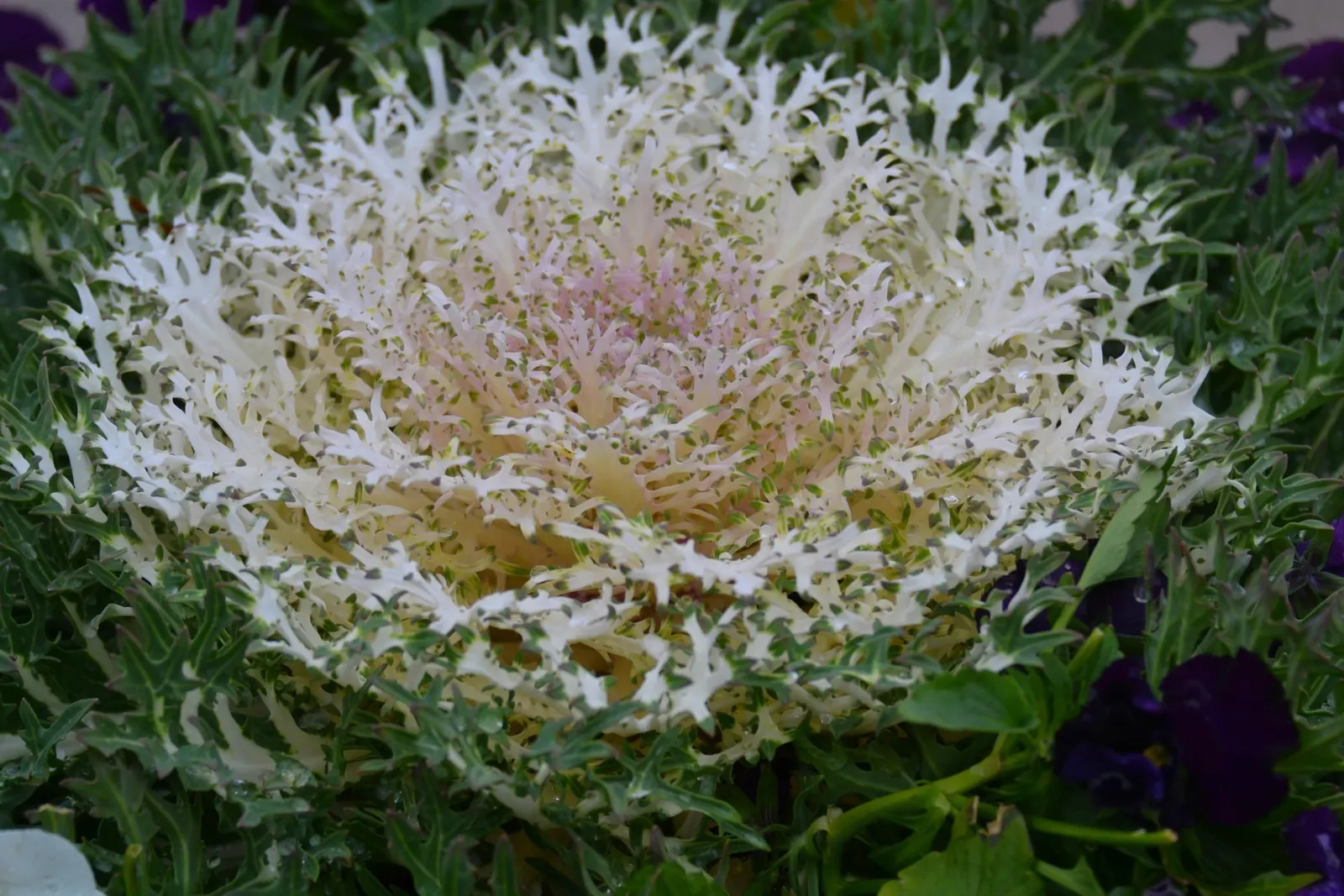 Flowering Cabbage (Brassica Oleracea ''Flowering Cabbage') — often gracing gardens with its ornamental foliage; but for optimum appearance, image 59