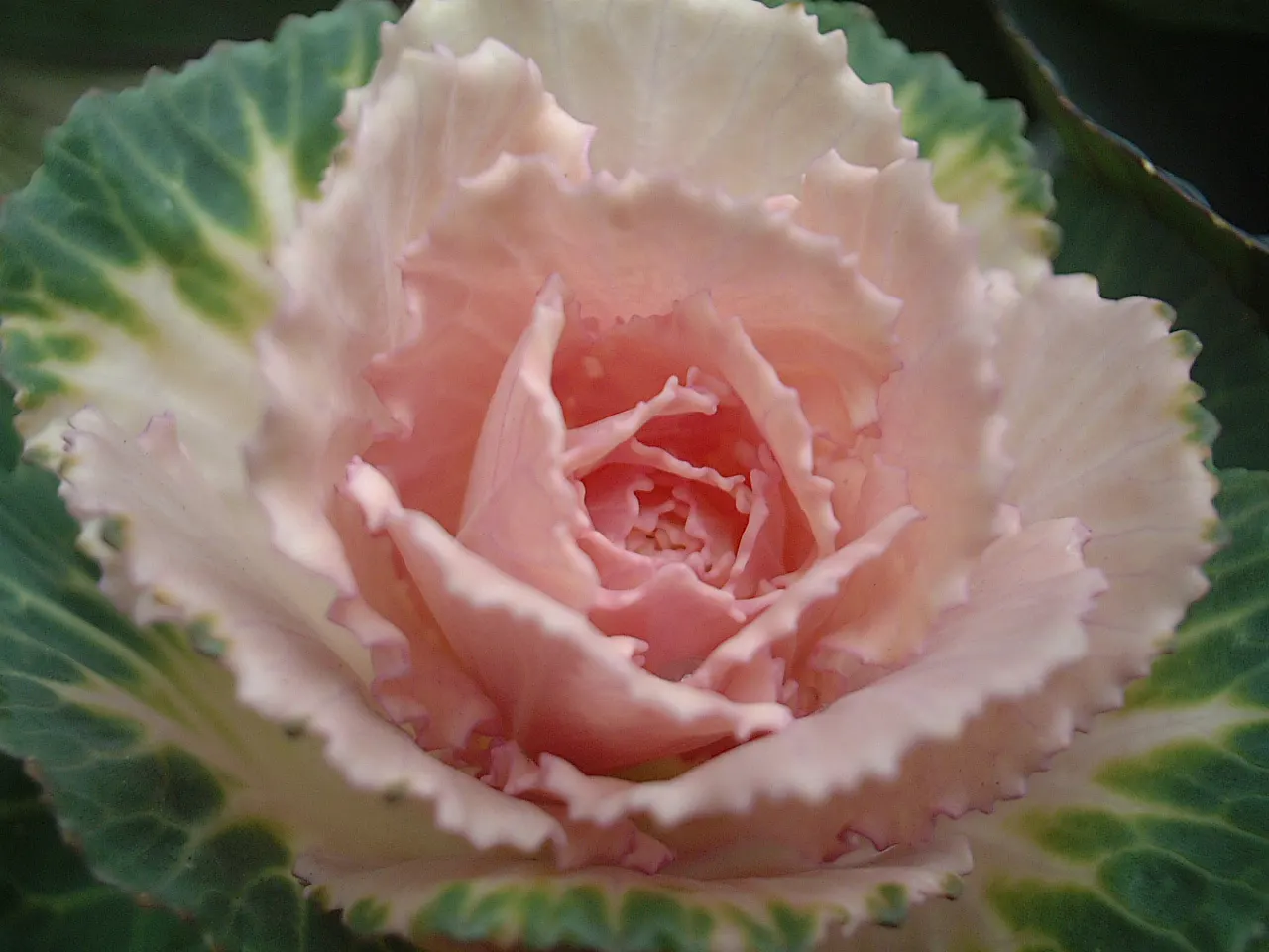 Flowering Cabbage (Brassica Oleracea ''Flowering Cabbage') — periodic removal of older outer leaves is recommended to maintain its lush and compact form